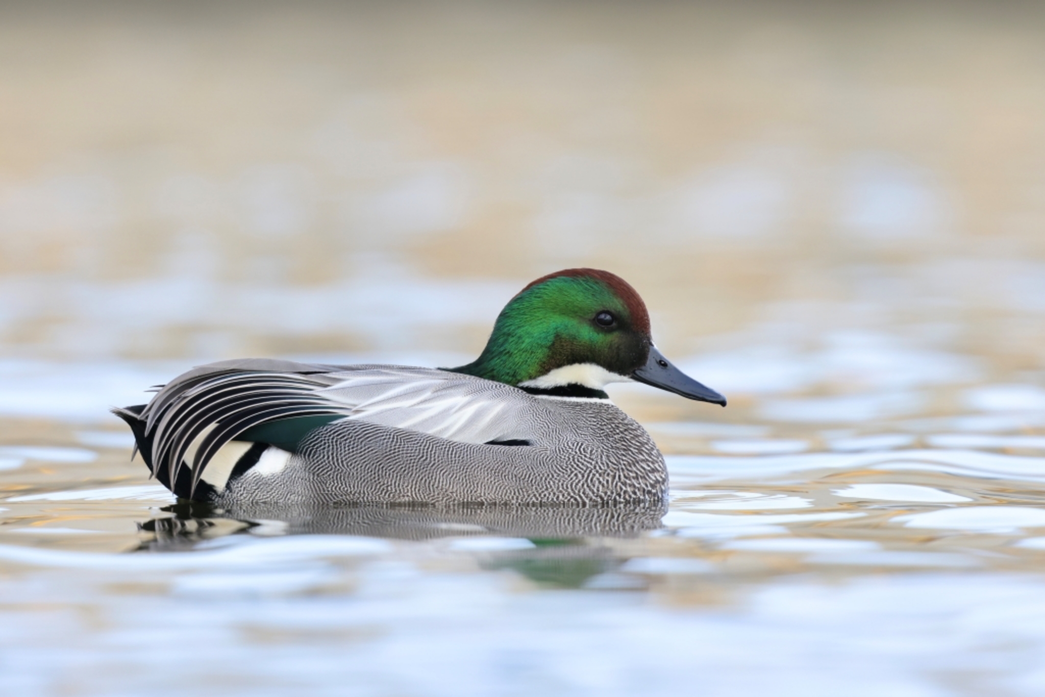 Tokyo Imperial Palace Early Morning Birding Walk