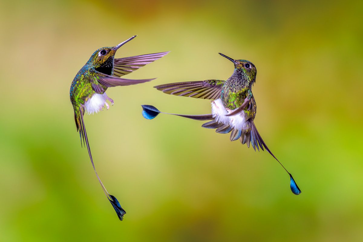 From Amazon to Andes Ecuador Bird Photography Workshop