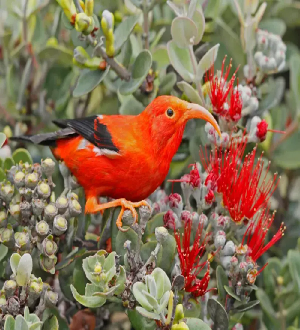 Private Mauna Loa Ancient Forest and Bird Hike