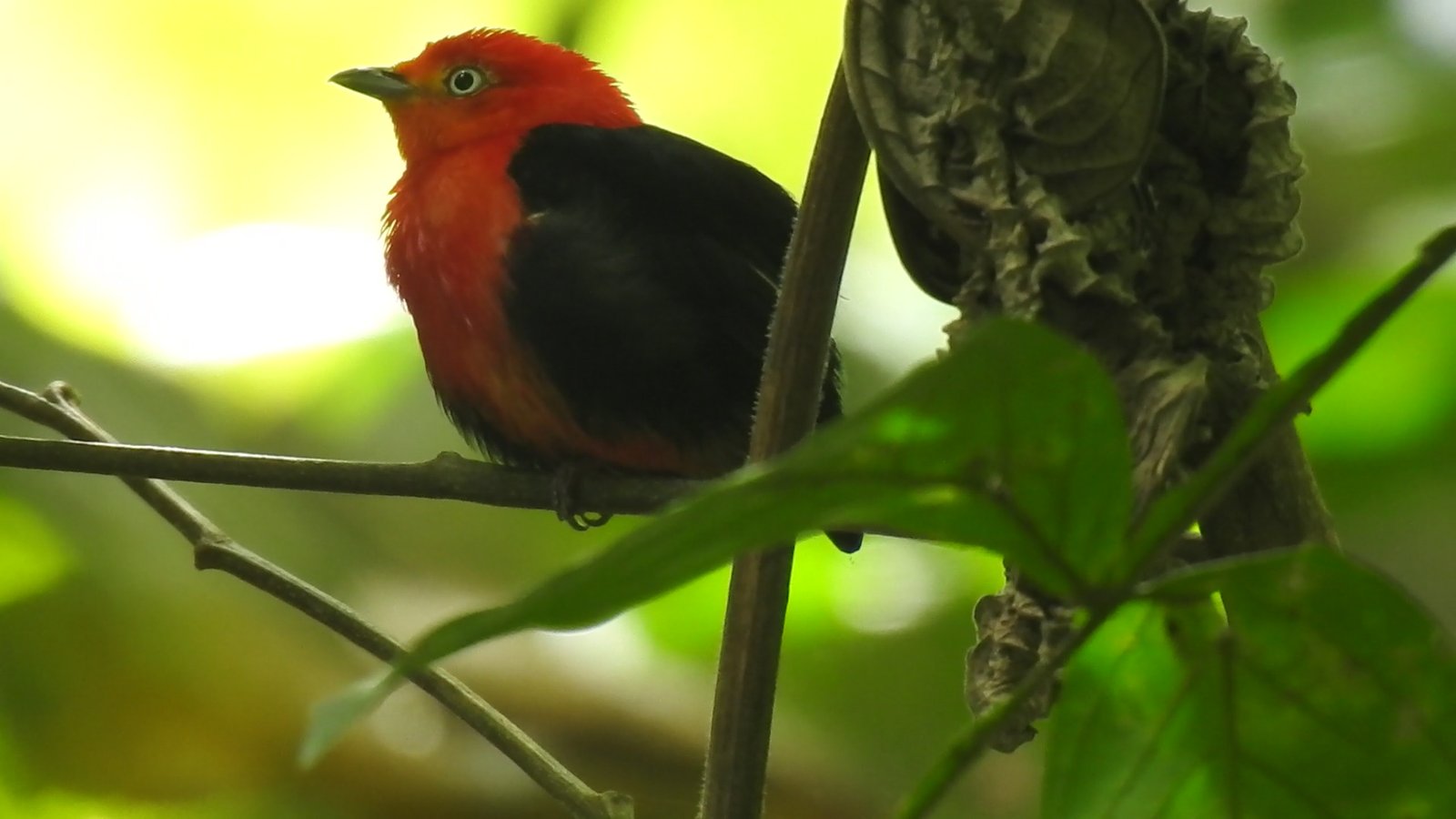 Peperpot and Mopentibo Afternoon Birding Tour