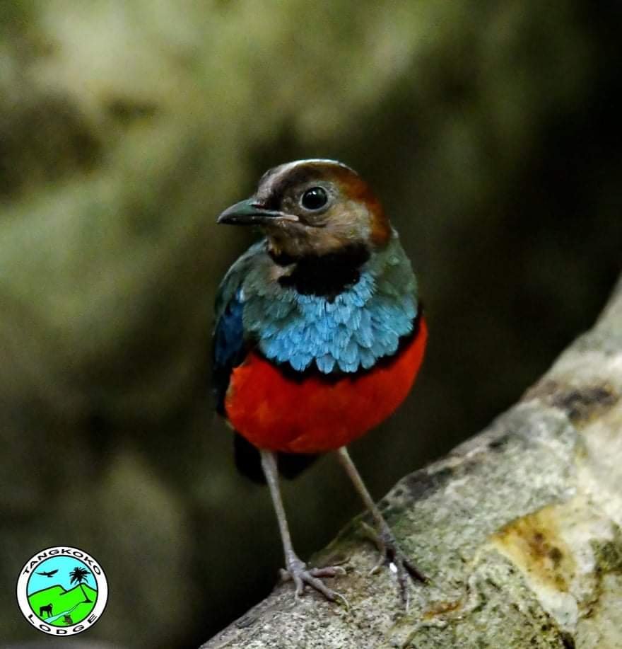 10-Day North Sulawesi Birding Adventure
