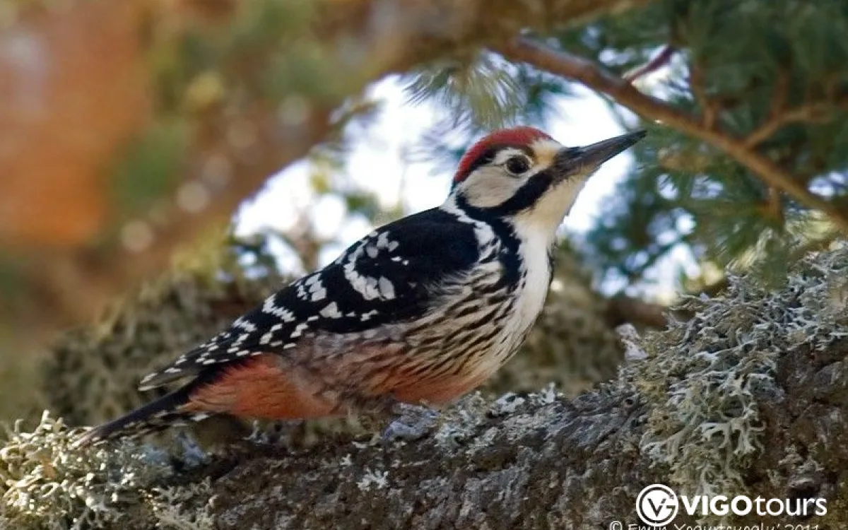 Full-Day Side and Akseki Birdwatching Tour