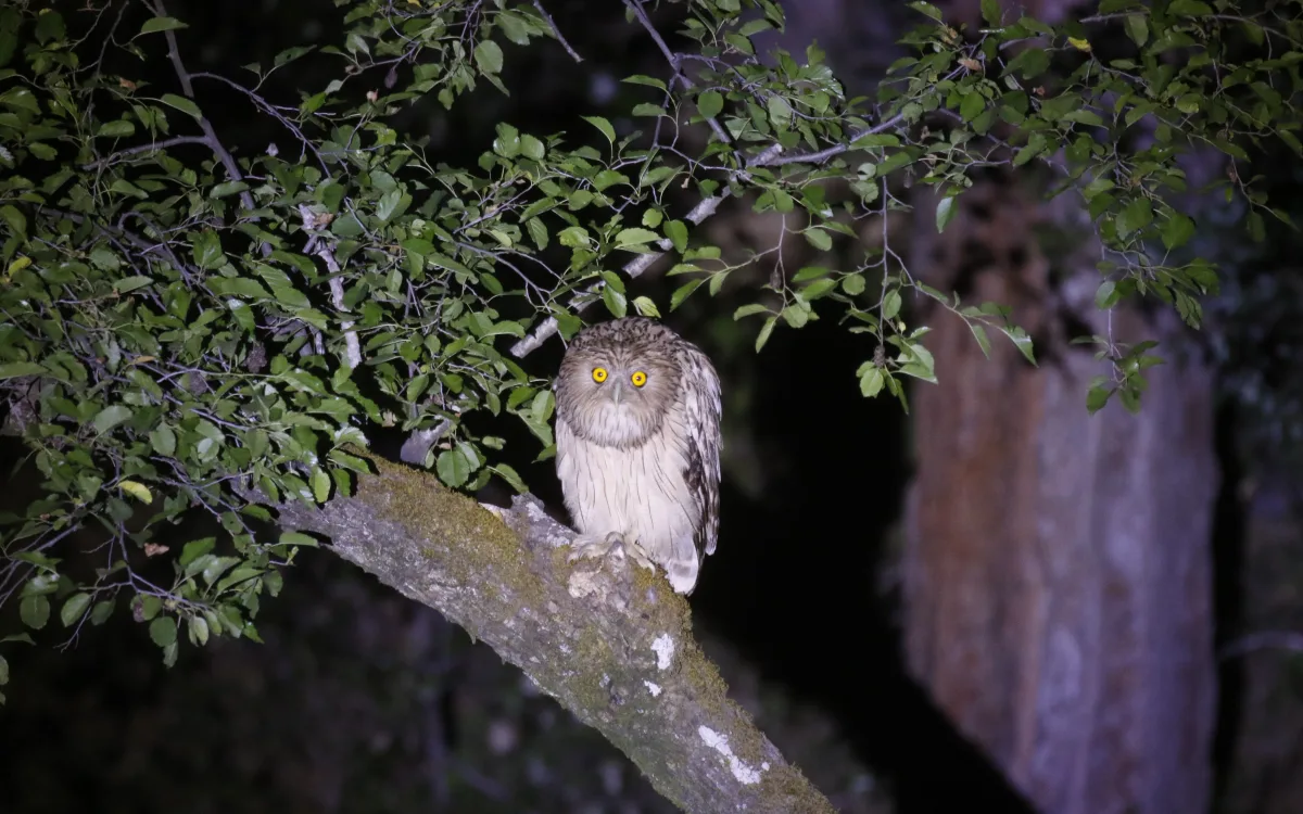 Brown Fish Owl Night Tour near Manavgat