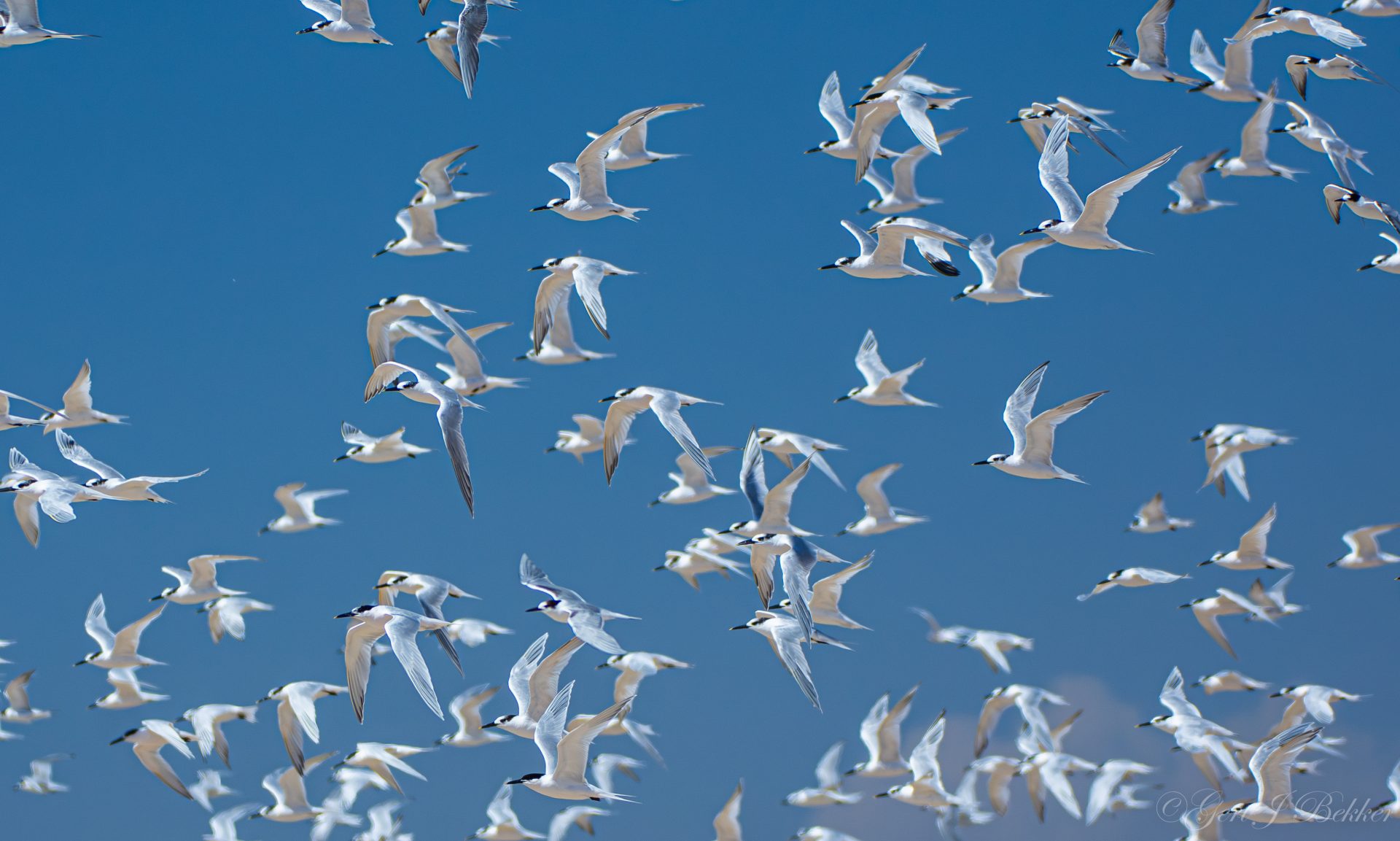 Coastal Birding Day Tour