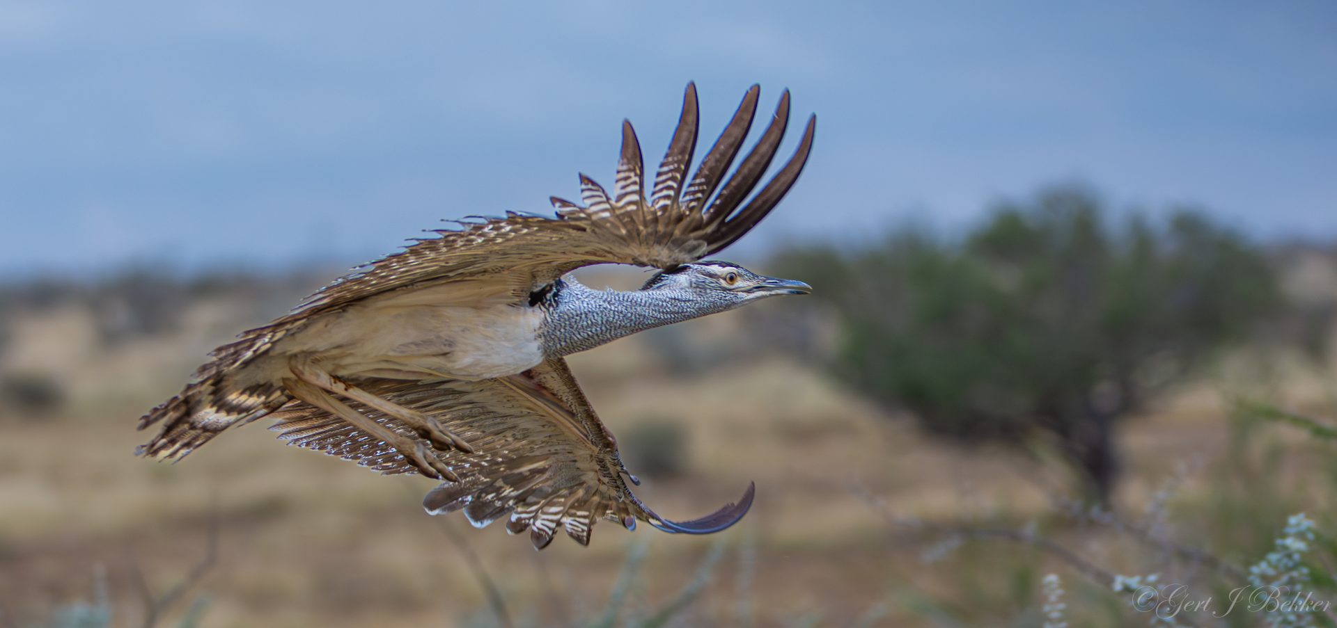 Custom Birding Tours Across Namibia