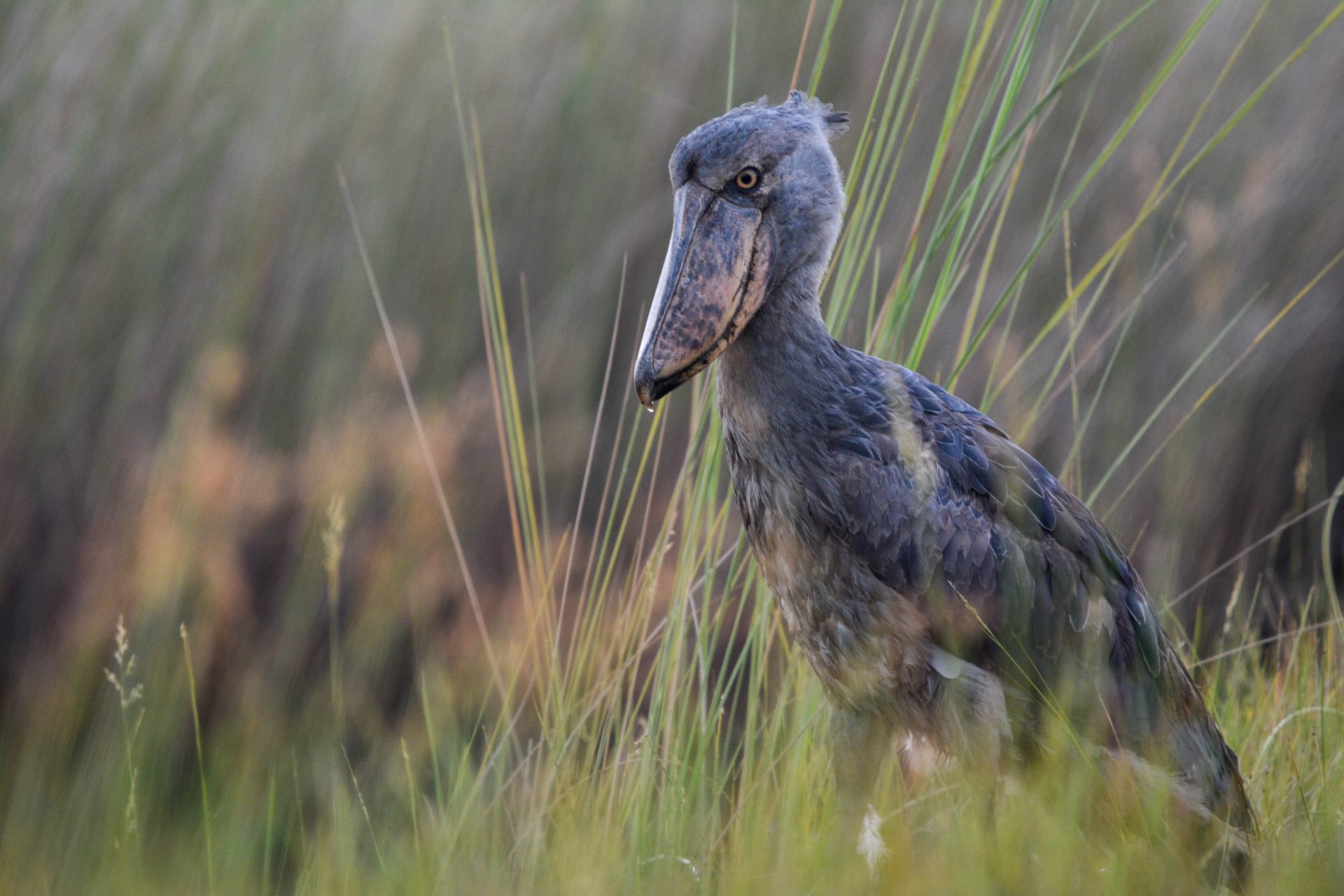 Uganda Birding with Nature Travel Birding