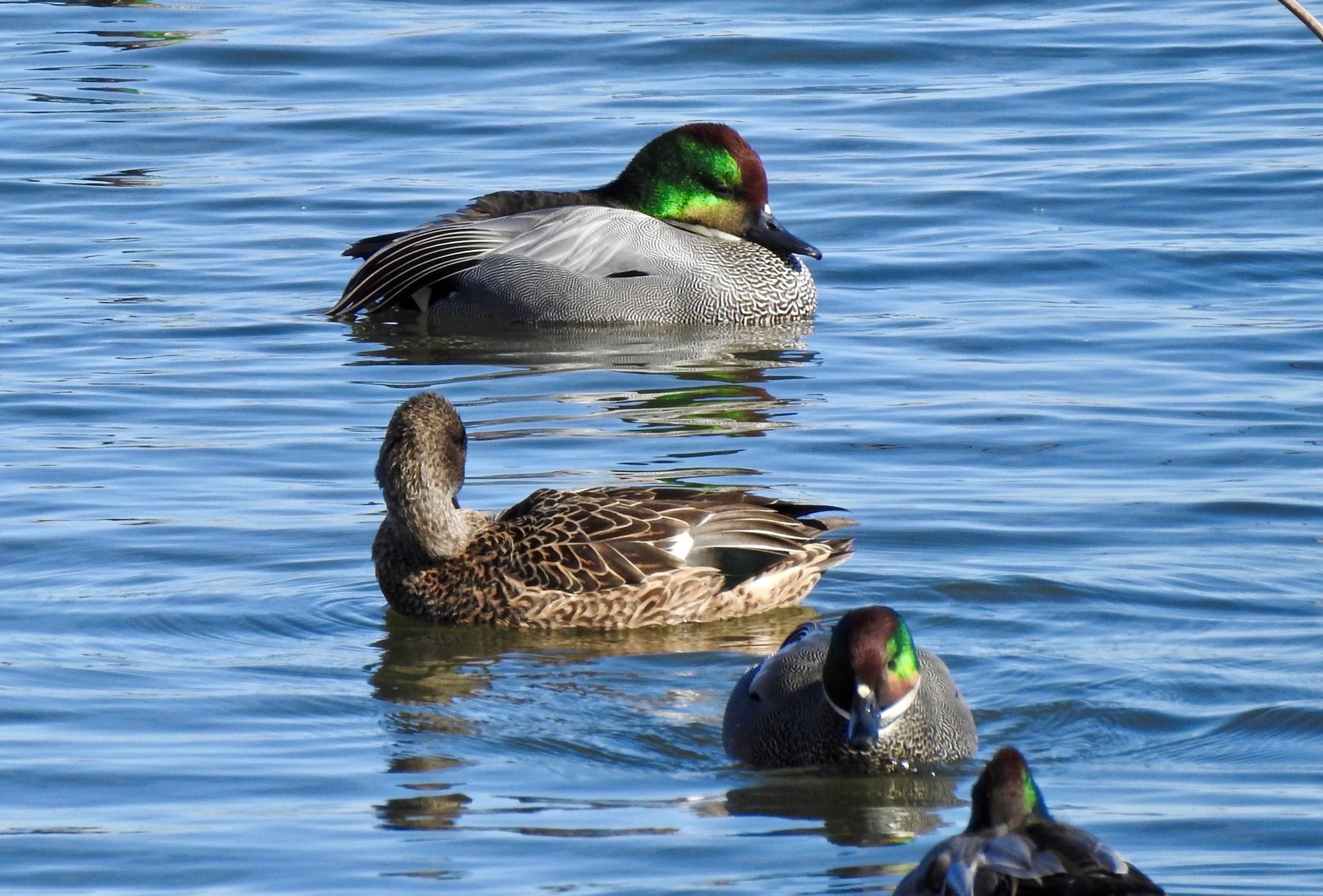 Japan Birding with Nature Travel Birding