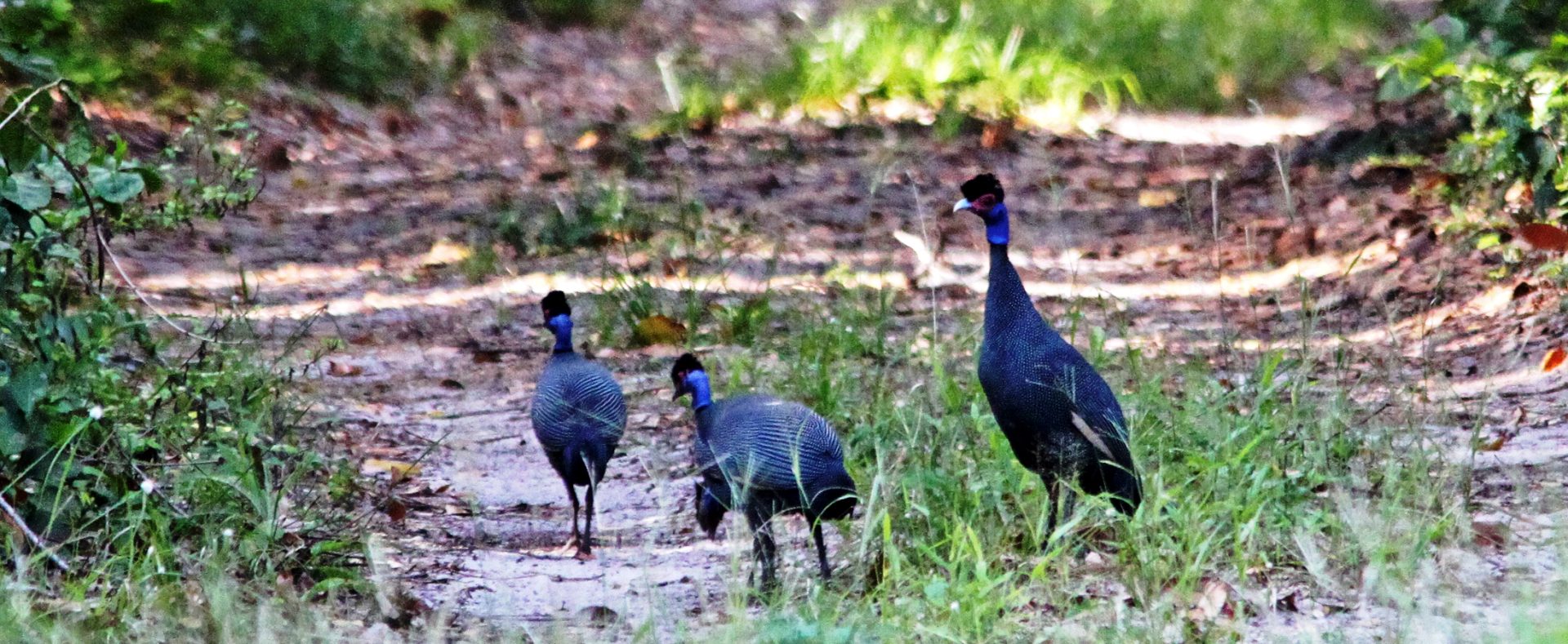 Dakatcha Woodlands
