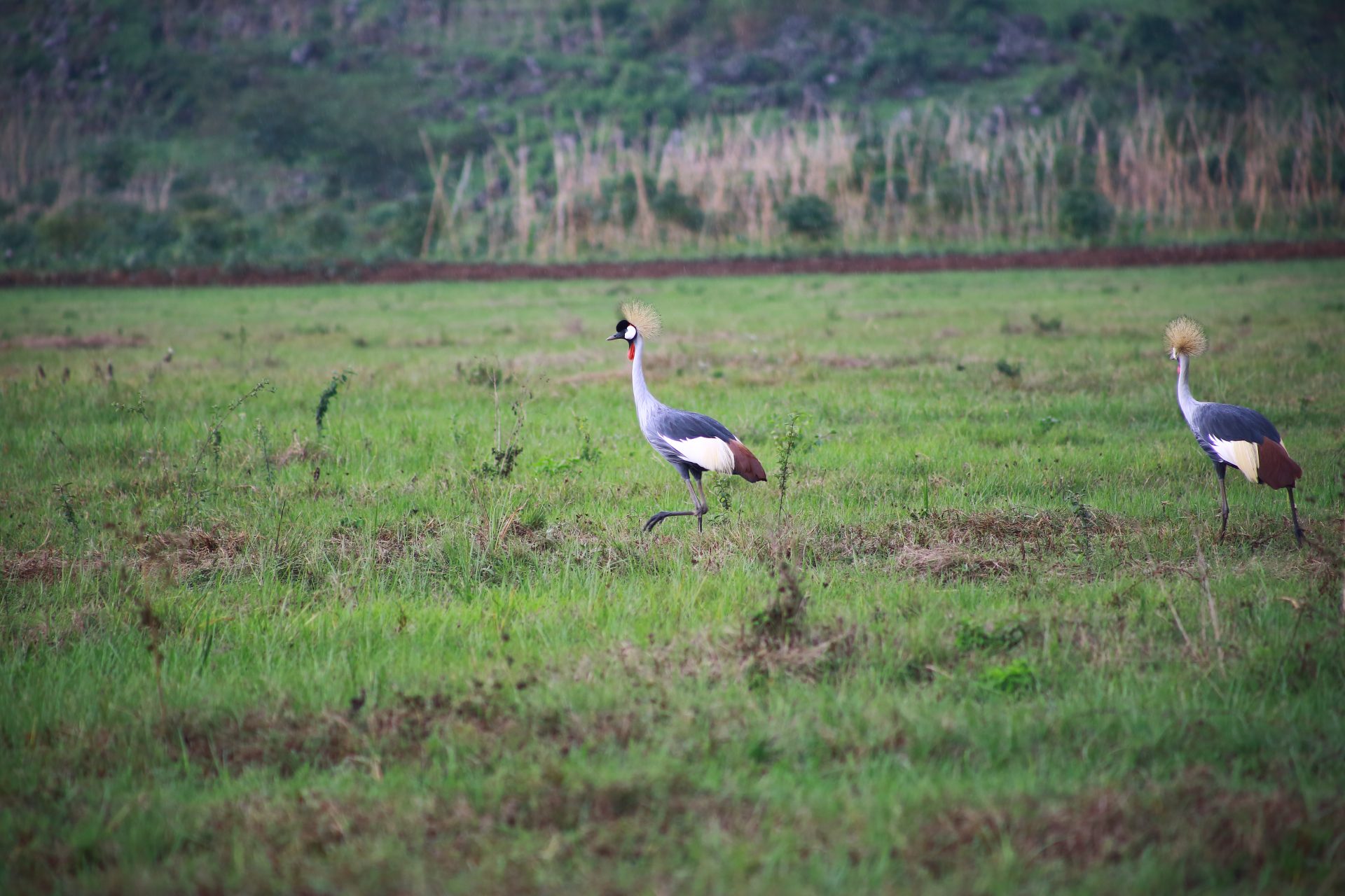 Rugezi Marsh Wetland Quest with Roger Irakoze