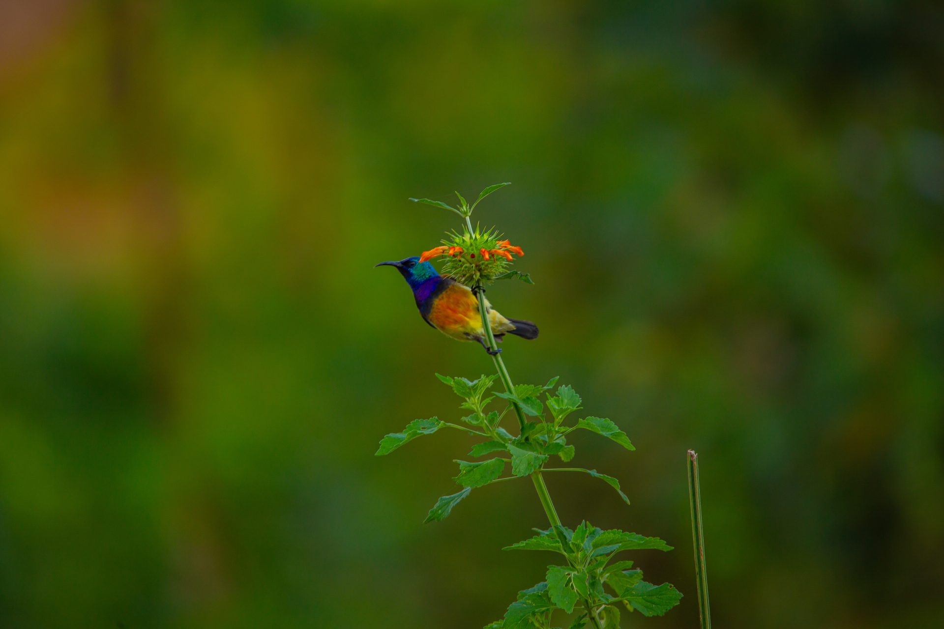 Mukungwa River Birding Trail with Roger Irakoze