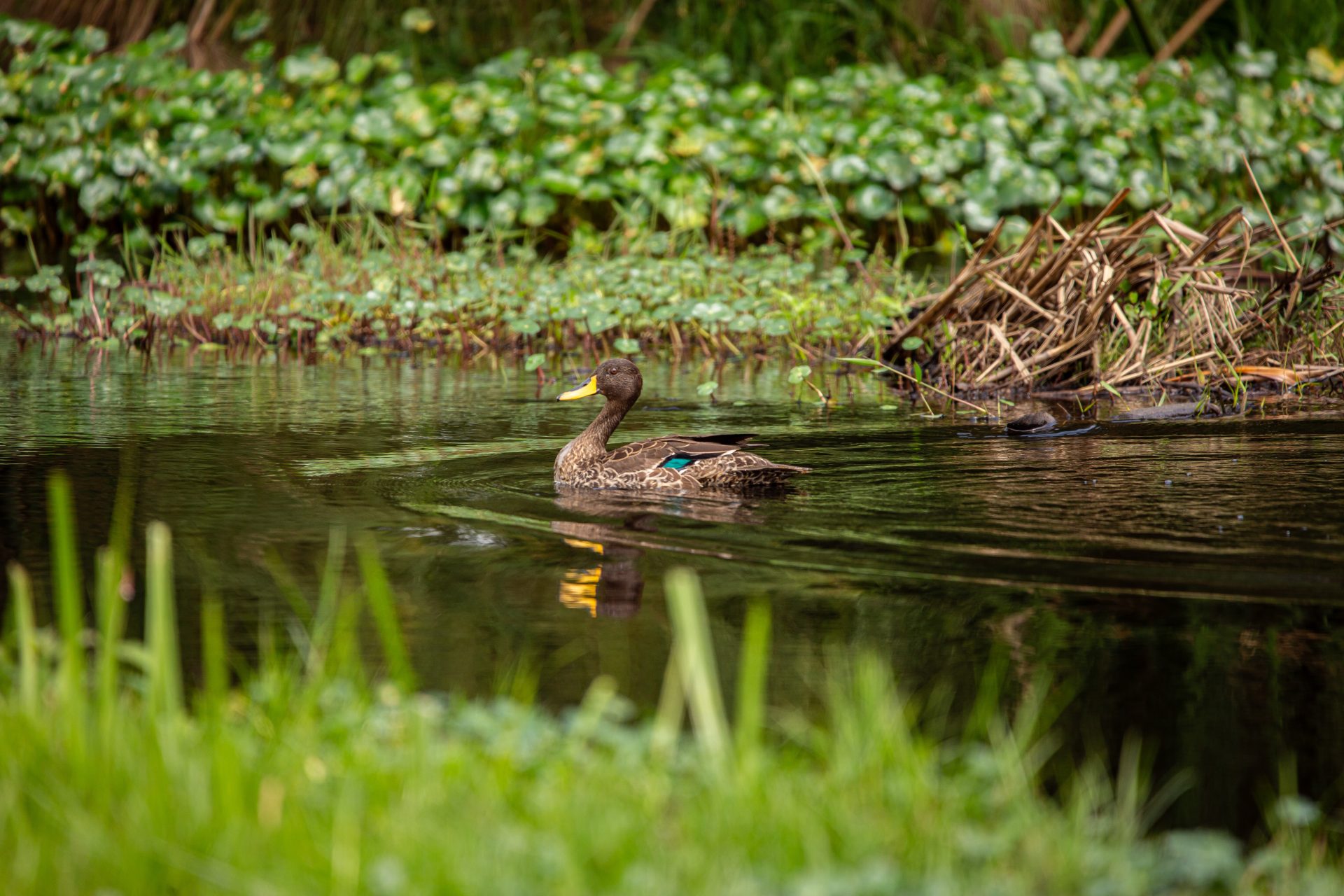 Lake Karago and Bihinga Wetlands Birding with Roger Irakoze