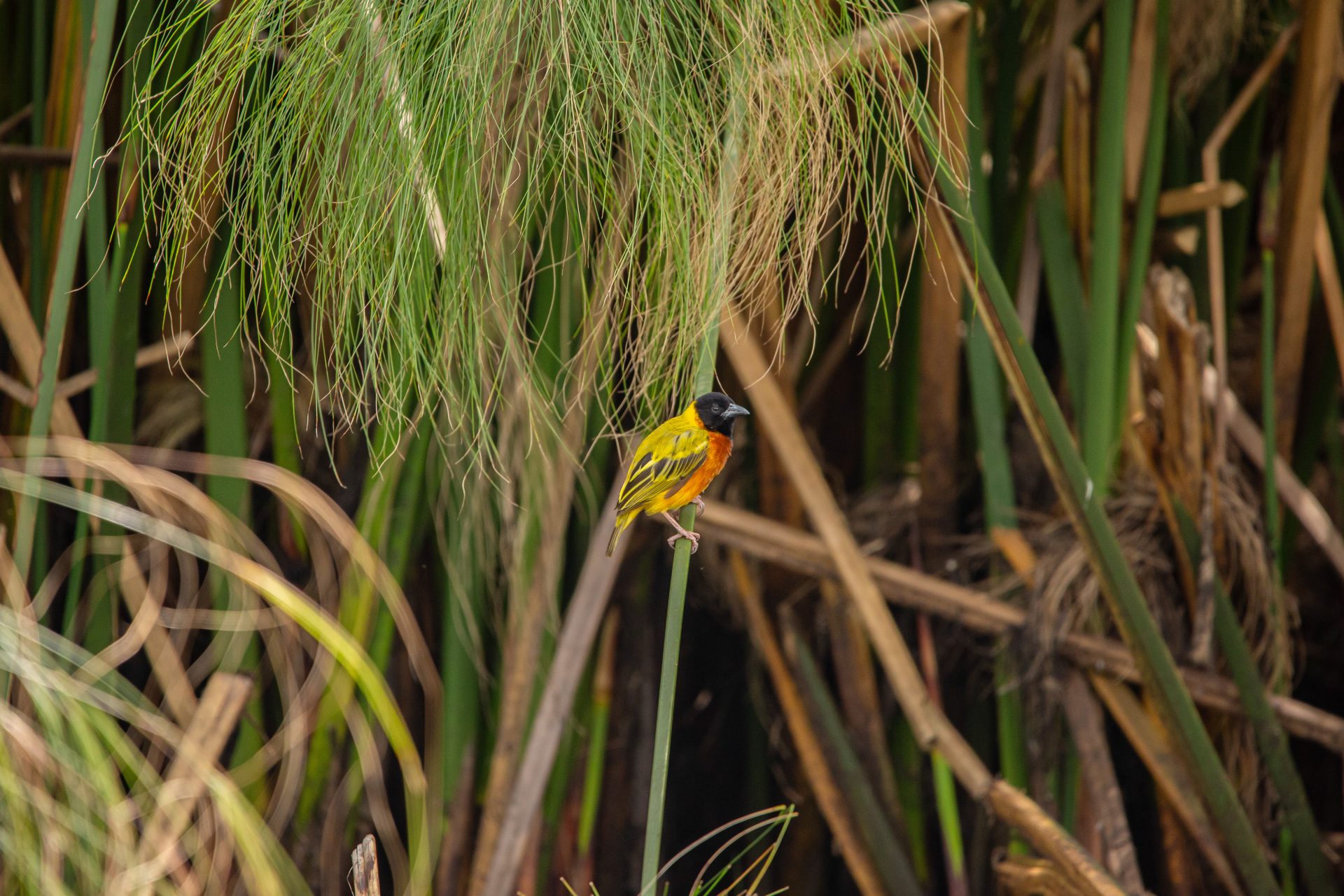 Kiguhu Wetlands Birding Tour with Roger Irakoze