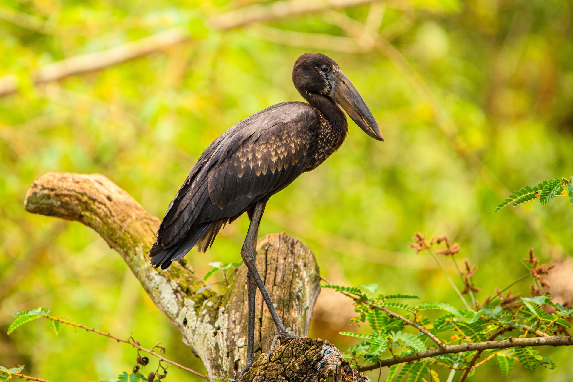 Akagera National Park Birding Safari with Roger Irakoze