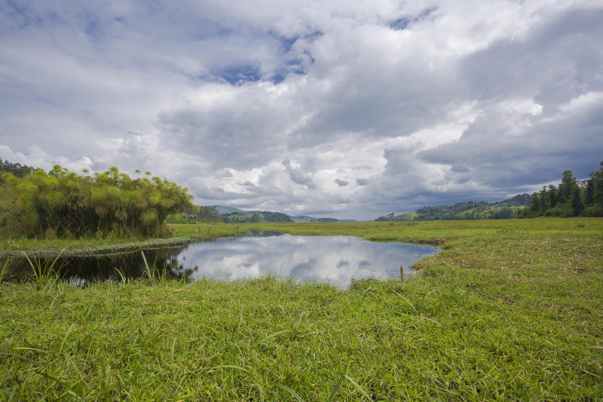 Rugezi Marsh and Twin Lakes Birding Combo with Roger Irakoze