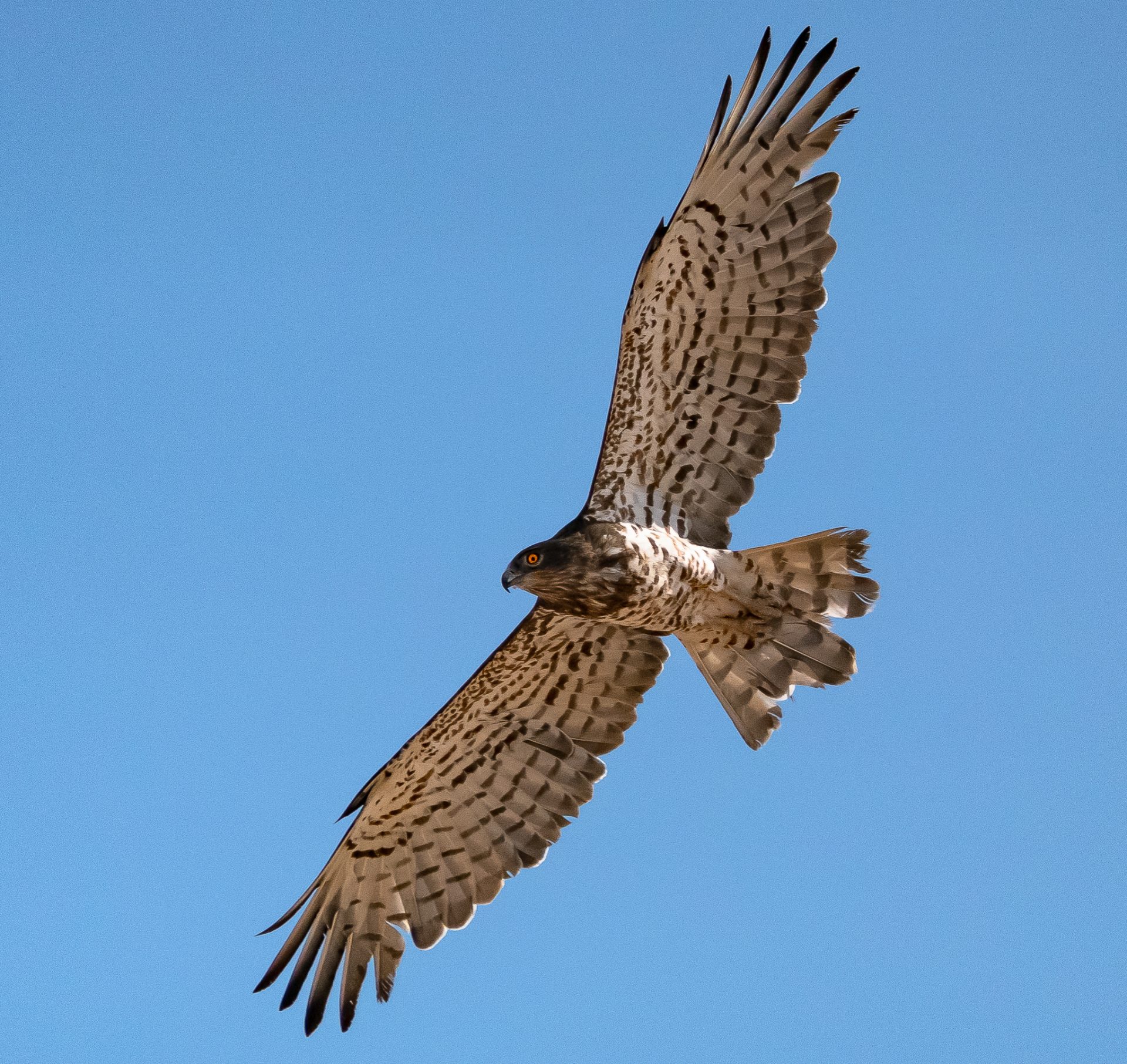 Kuwait Migratory Birding and Wildlife Photography