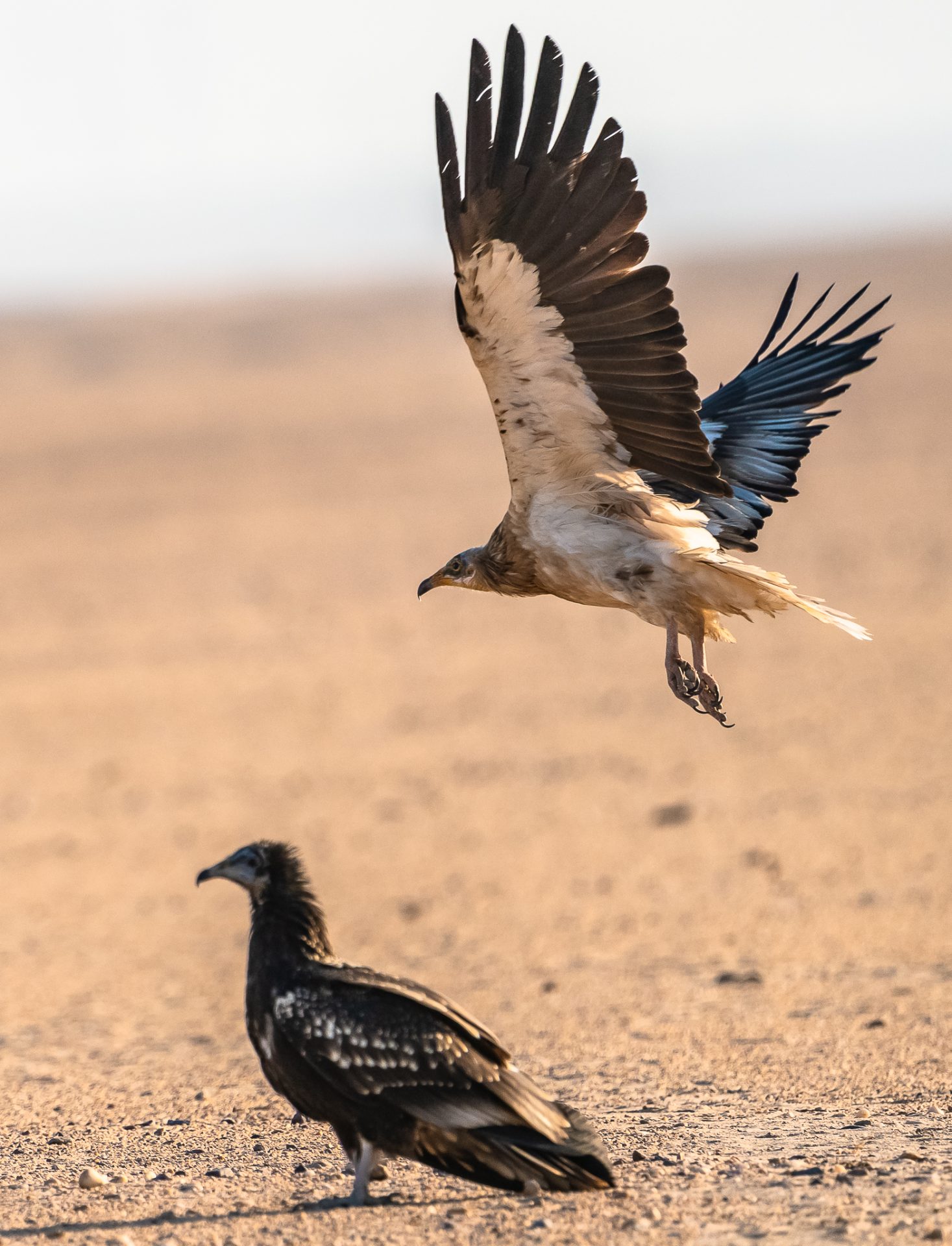 Kuwait Raptors and Migratory Birds Field Session
