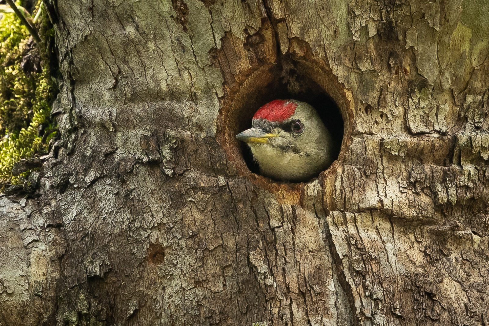 Birdwatching Trip in Northern Greece