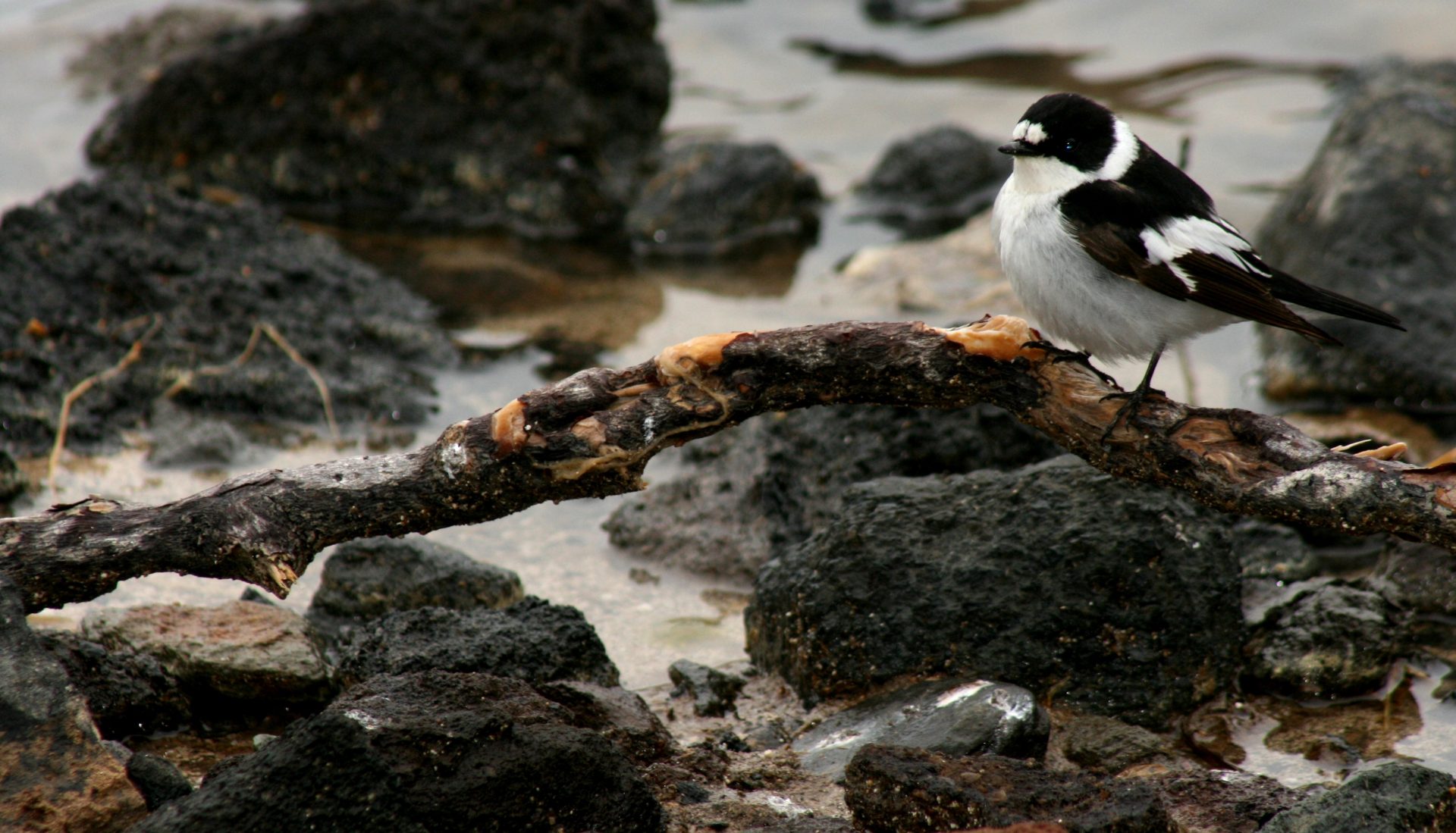 8-Day South-Eastern Sicily Birding Tour with Andrea Corso