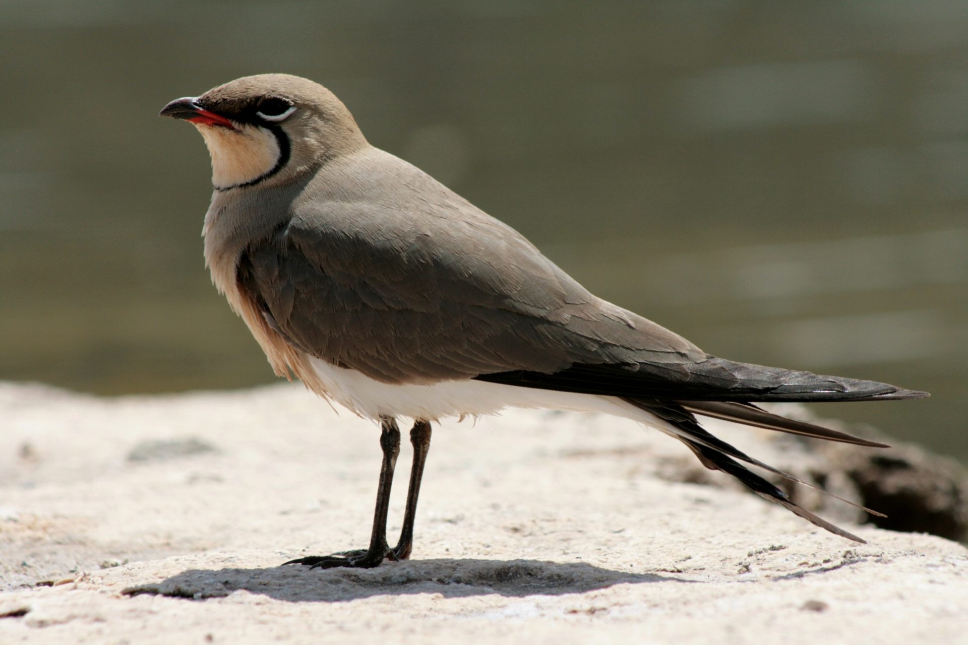 South-East Sicily Private Birding Day with Andrea Corso