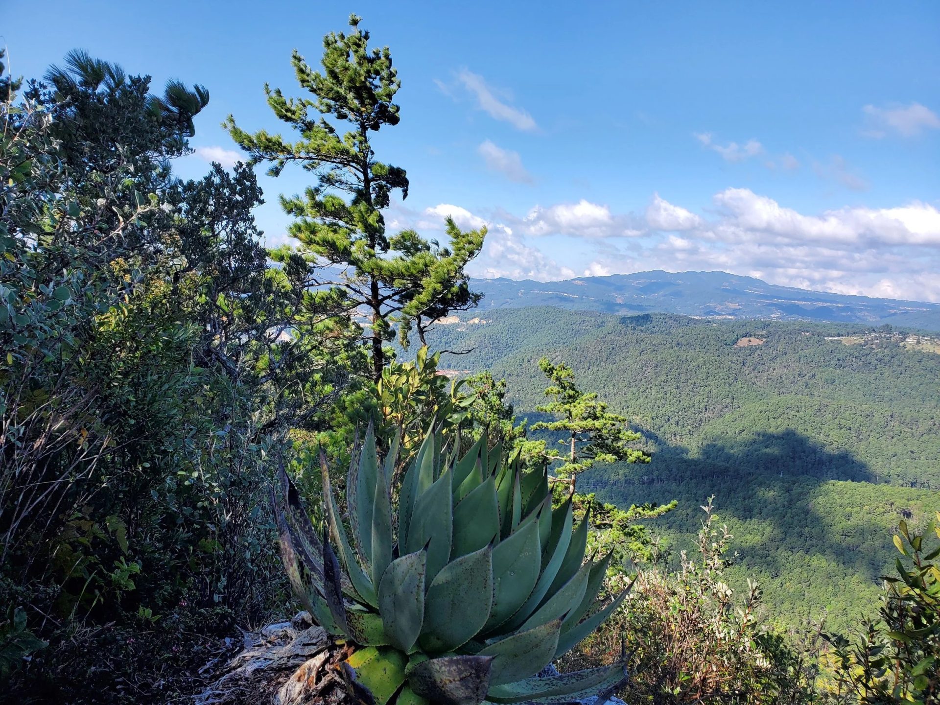 Guatemala Highlands Endemic Birding Tour