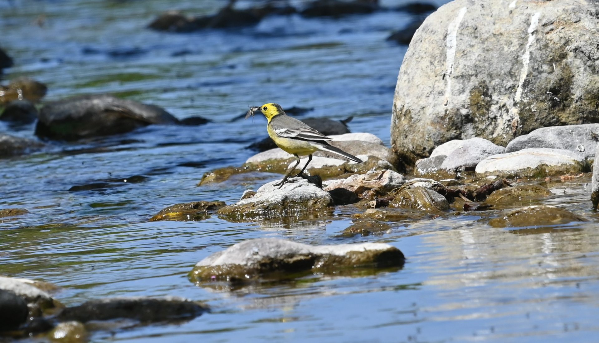 Lesvos Full-Day Private Birdwatching Tour