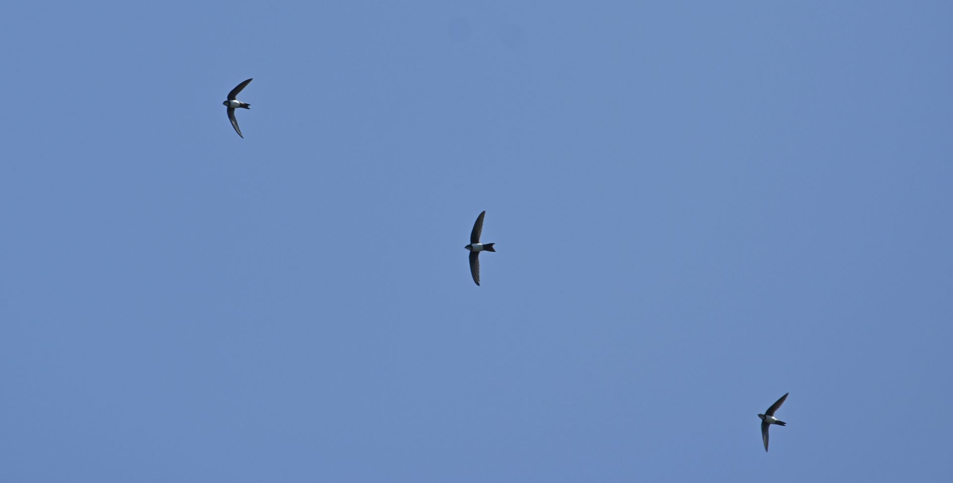 Tailor-Made Lesvos Birding Week