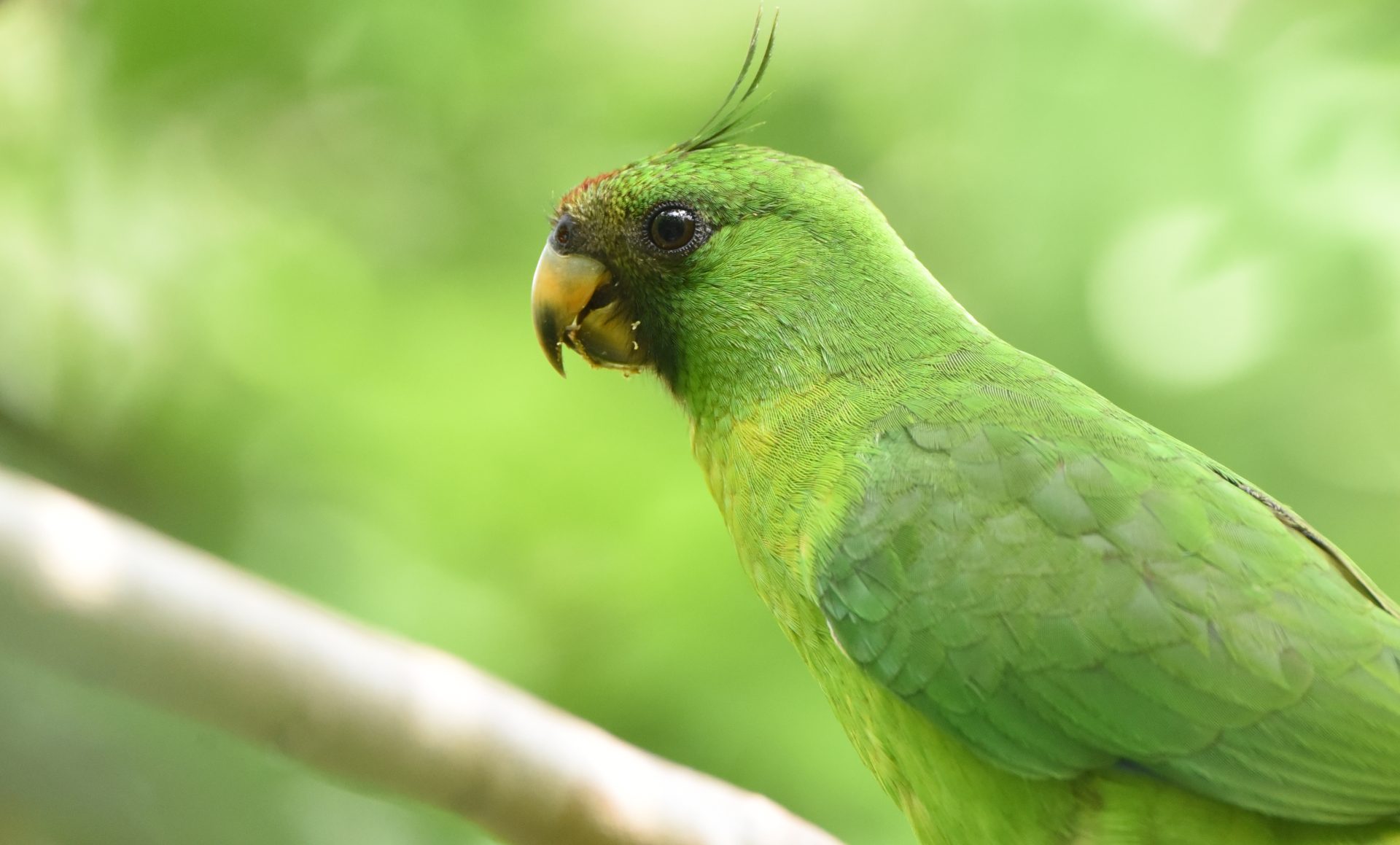 Ouvéa Island Parakeet Private Birding Tour