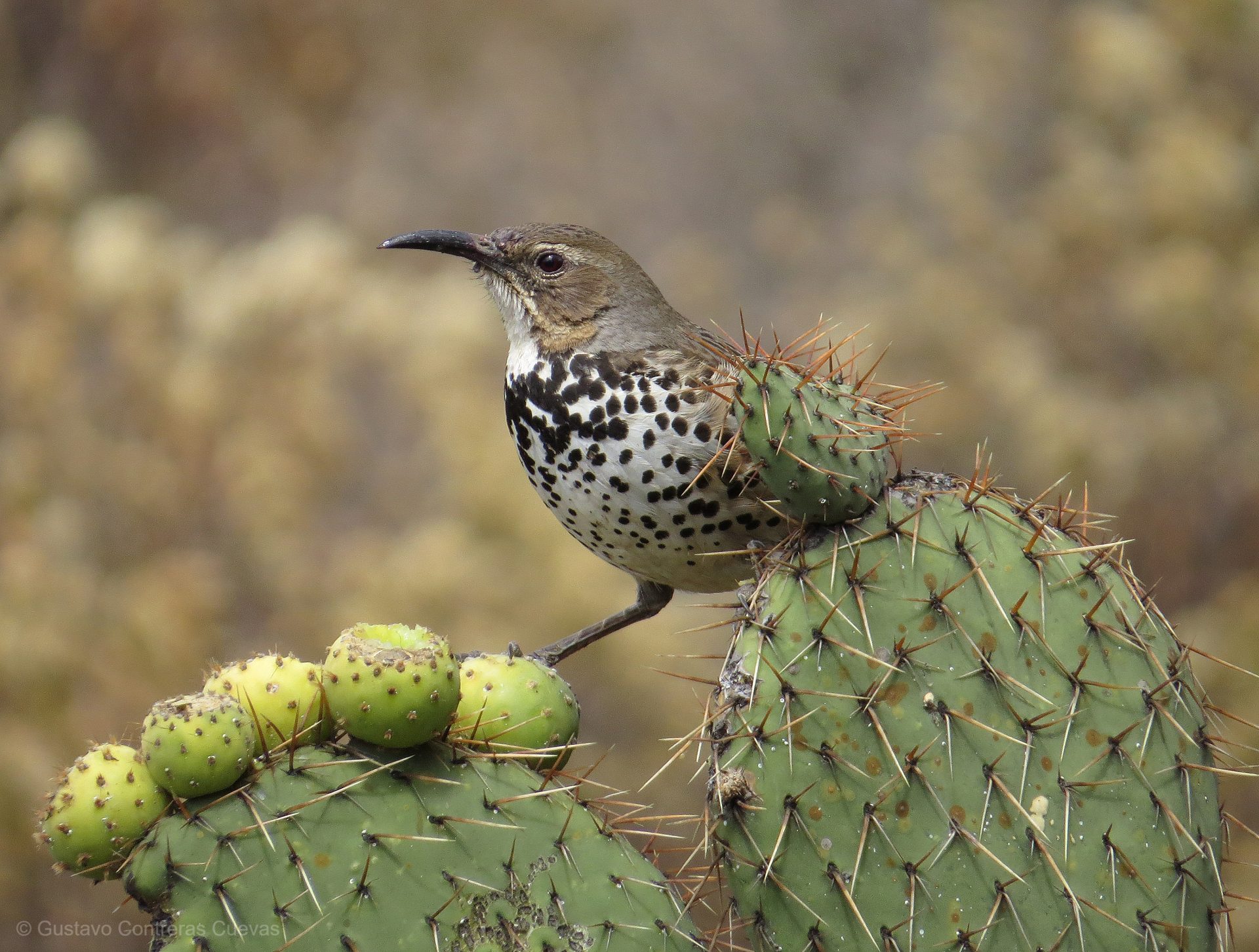 Los Humeros Xerophilous Scrub Birding Tour