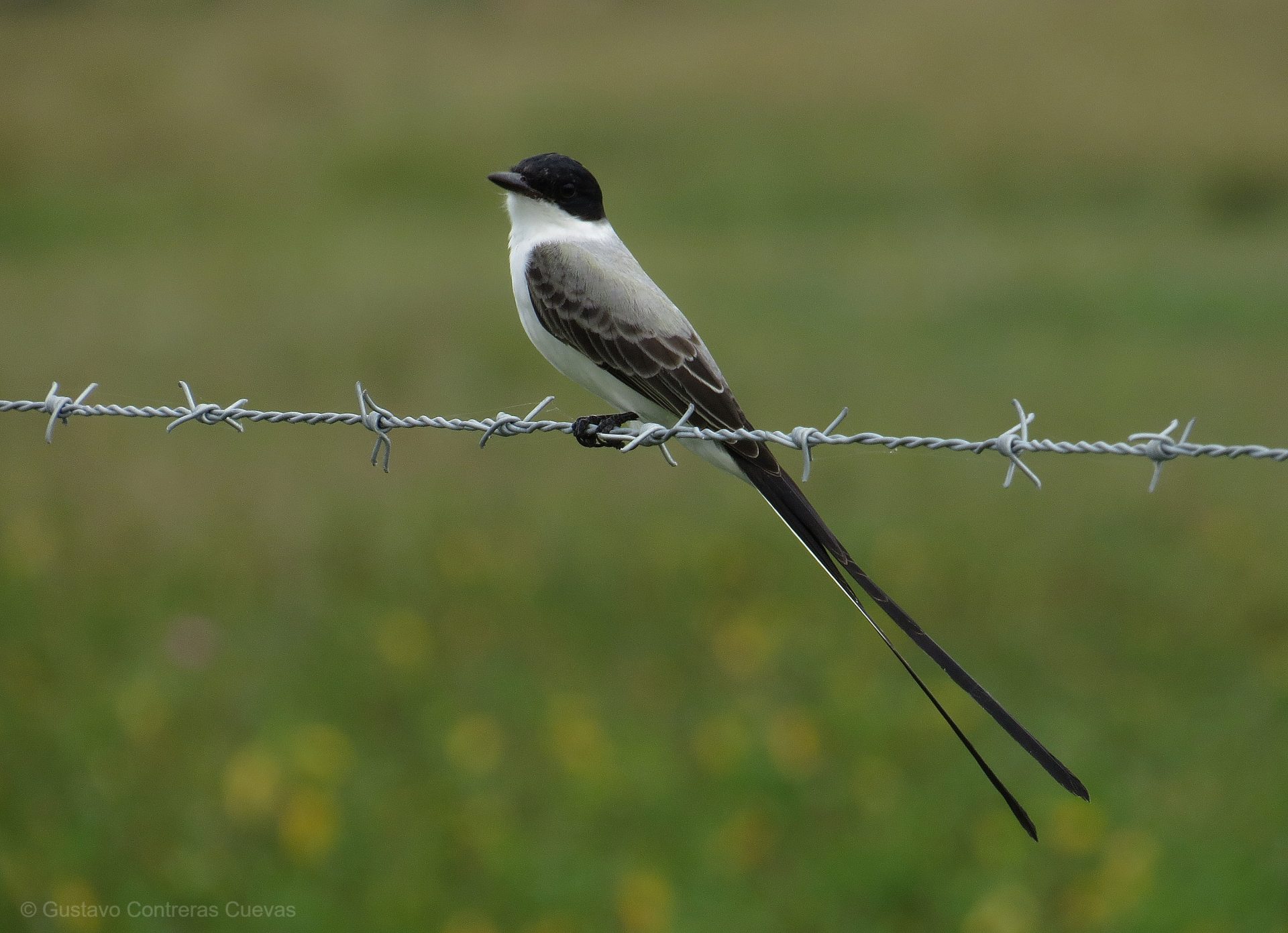Las Barrancas Grassland and Lagoon Birding Tour