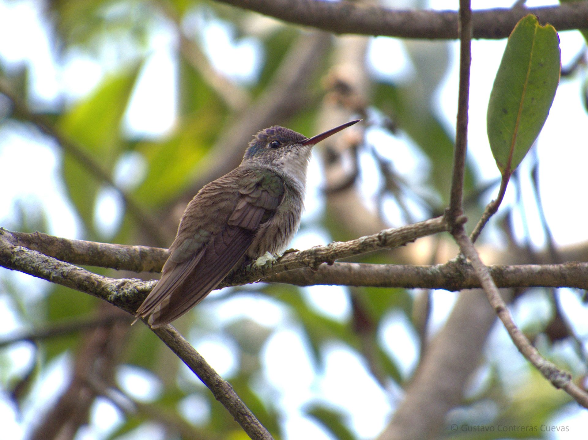 Cerro de Macuiltépetl Urban Birding Tour