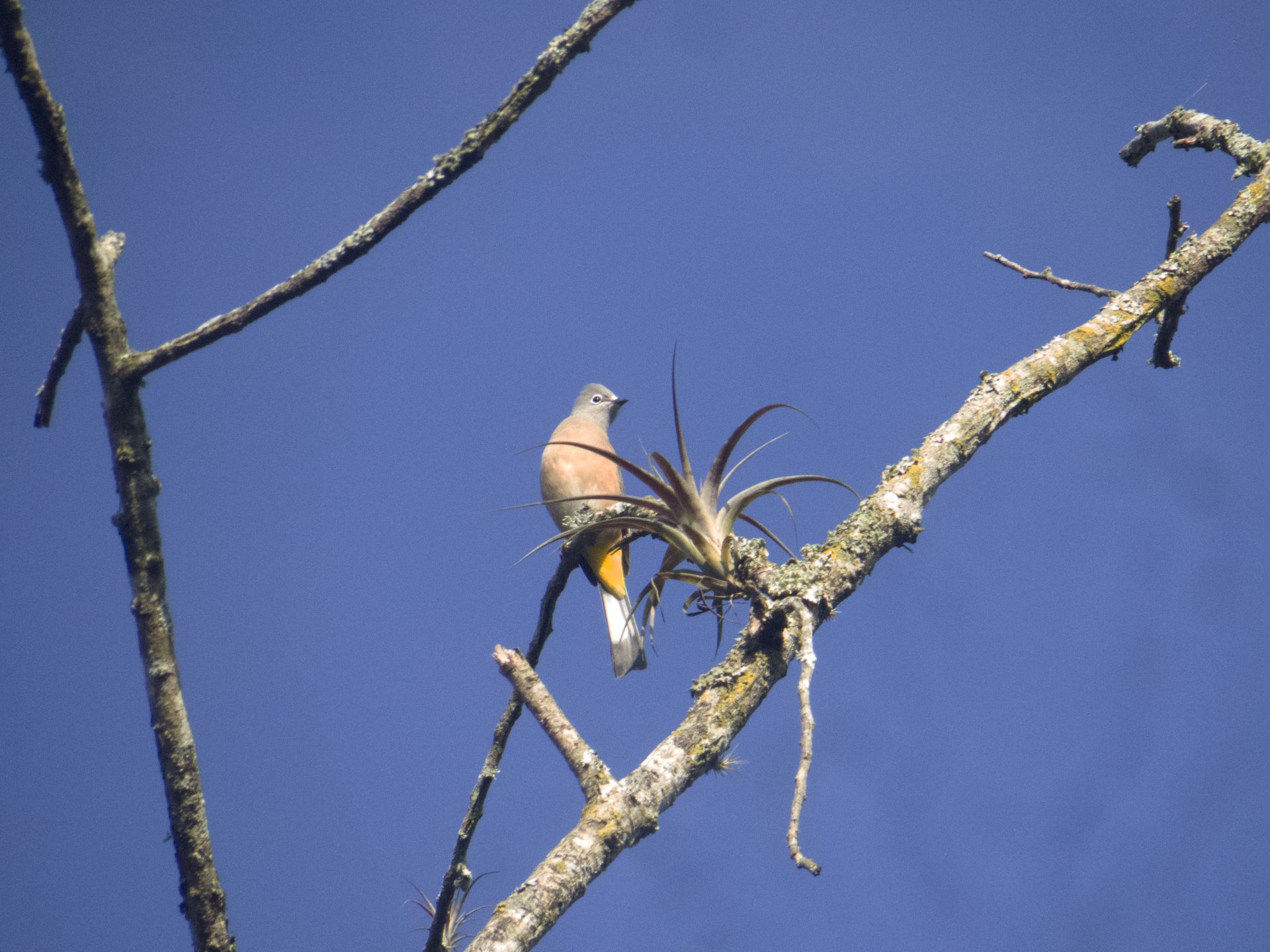 El Haya Cloud Forest Park Birding Tour