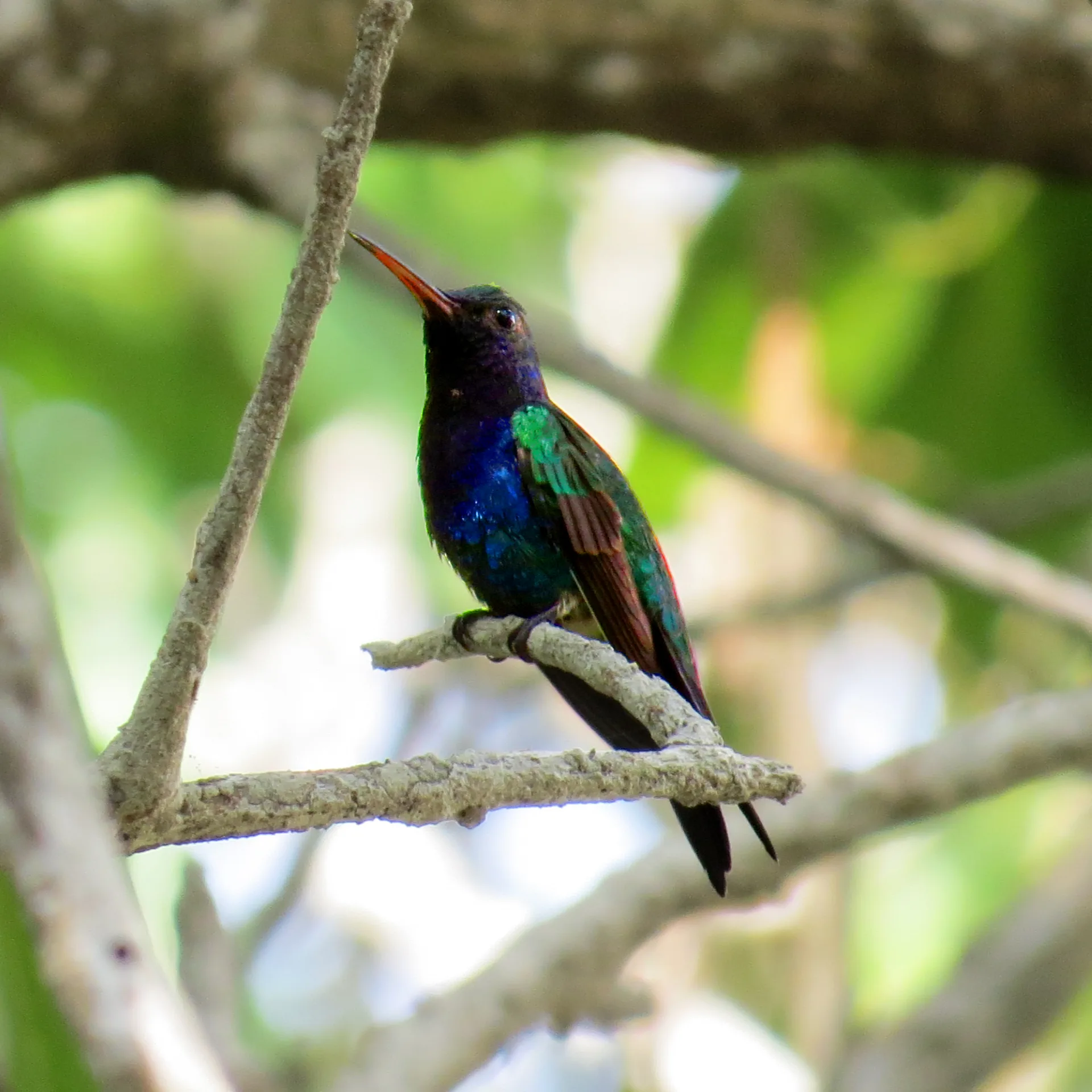 Isla de Salamanca Parkway Birding Day Trip