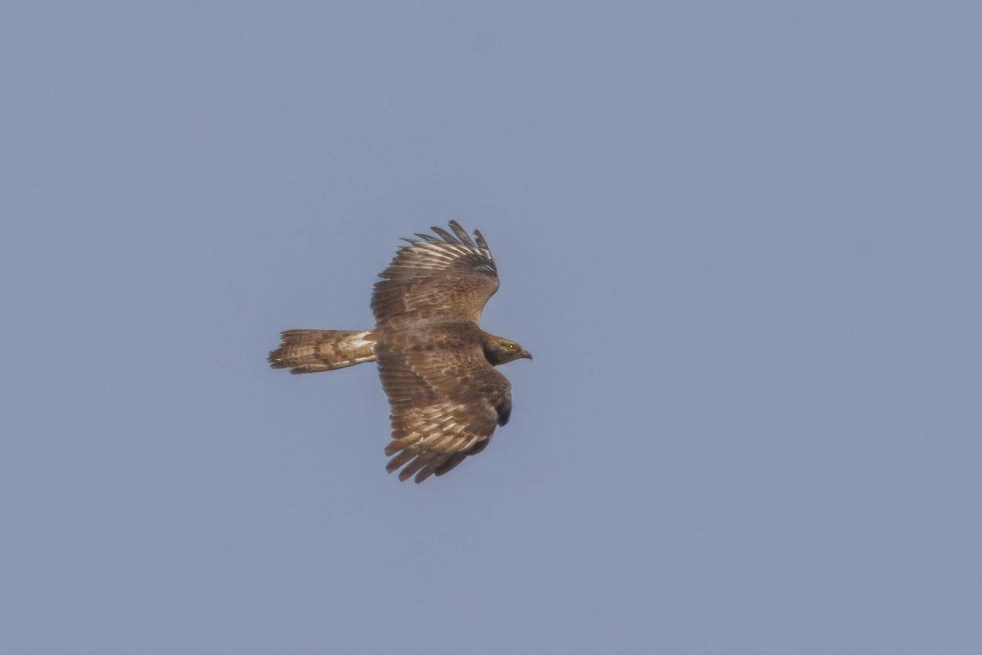 Private Elba and Tuscan Archipelago Raptor Birding with Giorgio Paesani