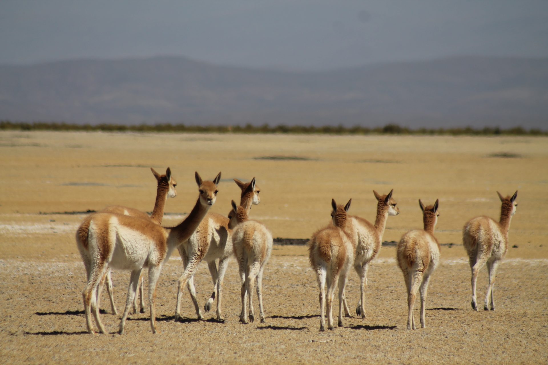 Northwest Argentine Andes Birding Tour