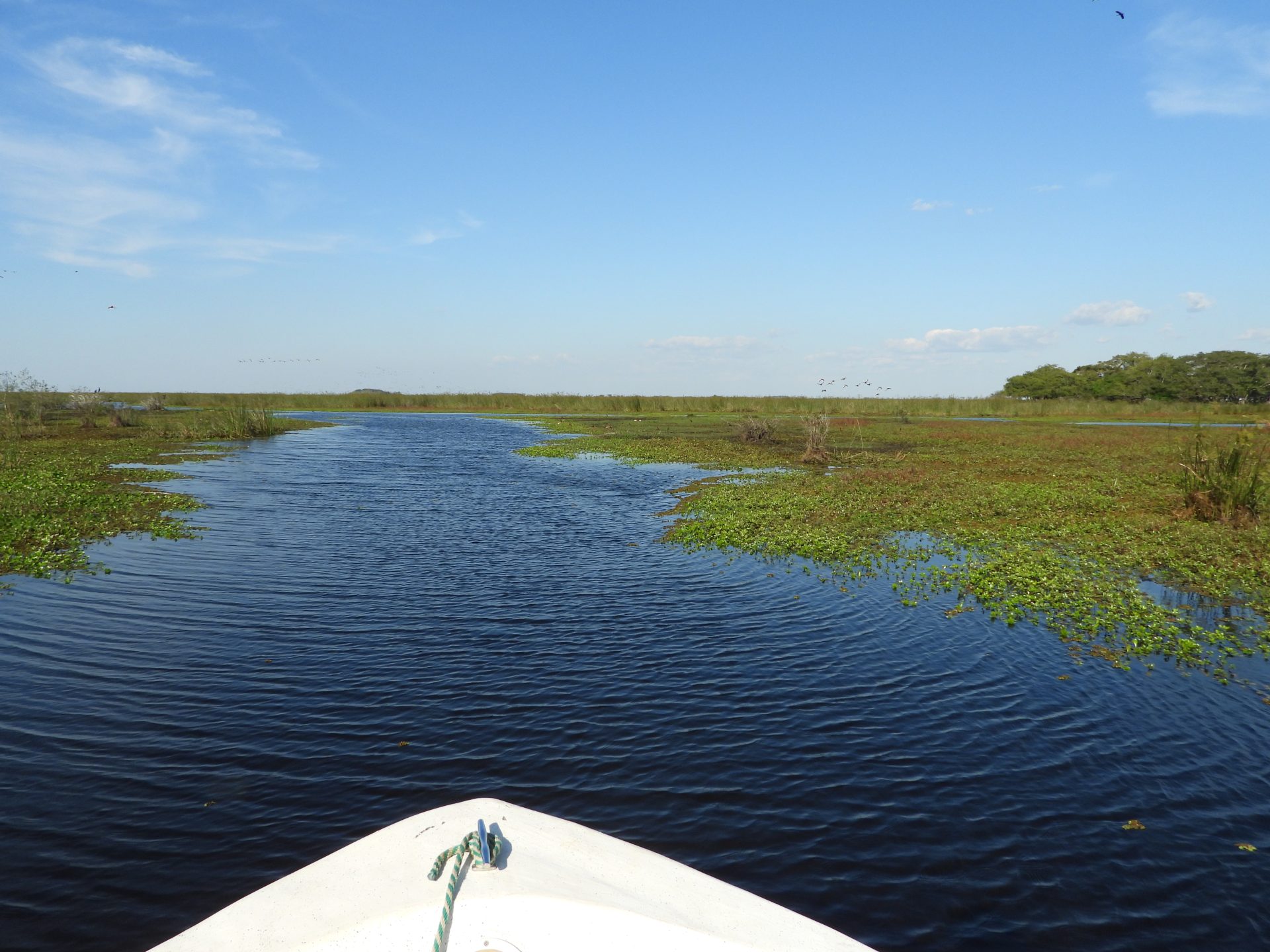 Iberá Wetlands Birding Tour
