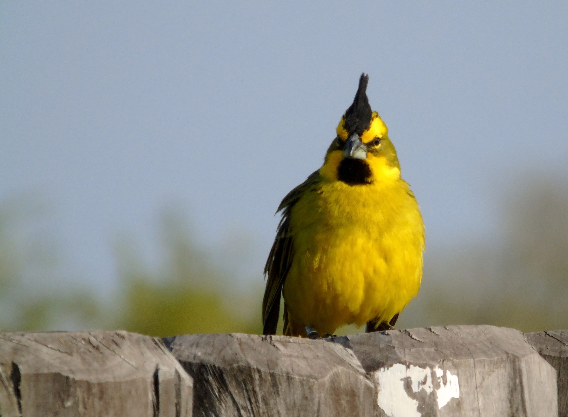 Pampas, Coast and Paraná Delta Birding Tour