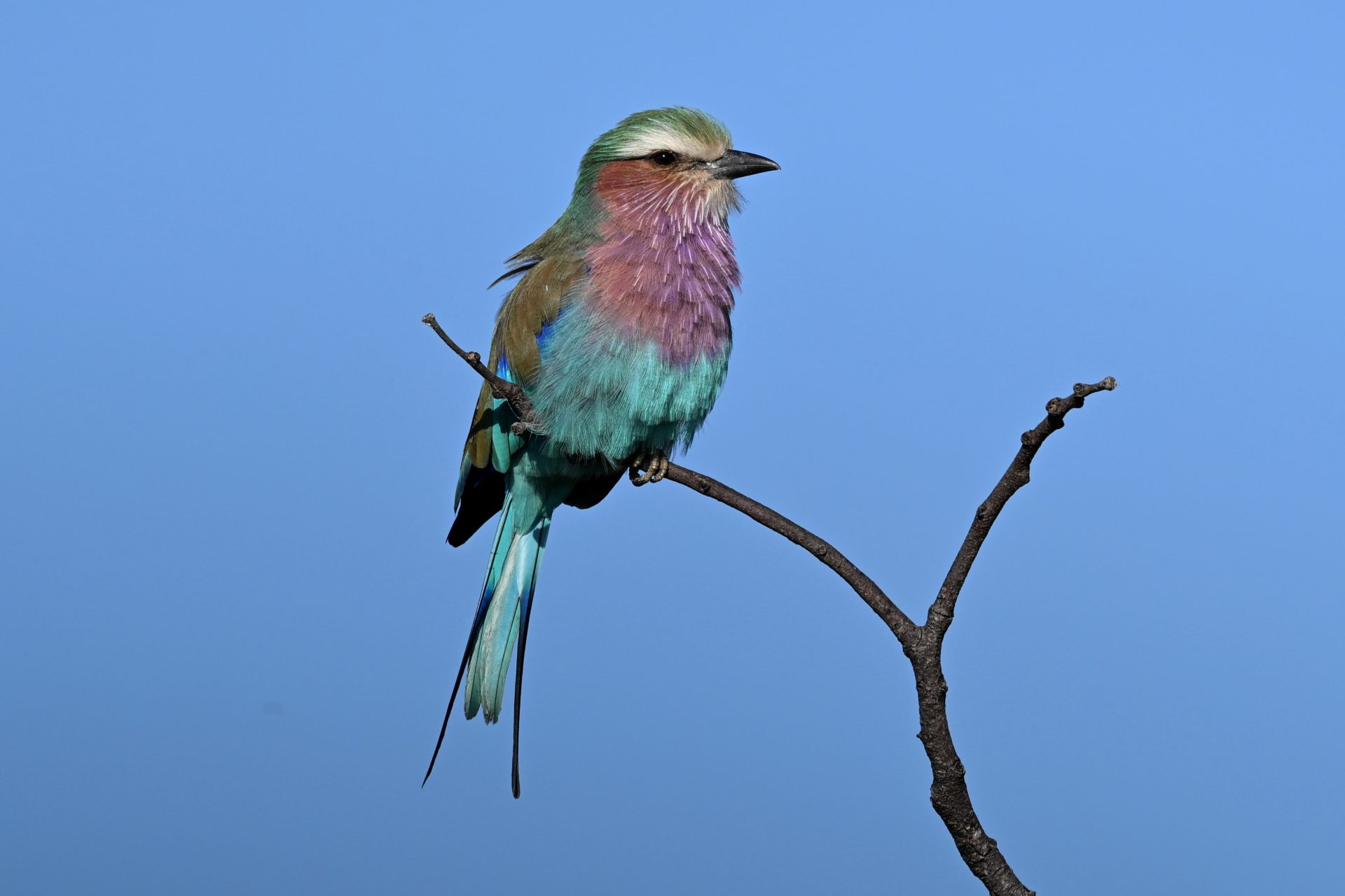 Best of East South Africa Birding with Nature Travel Birding