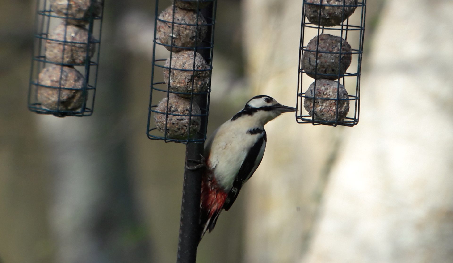 Hiking and Birding in Northern Burgos - 6 Days