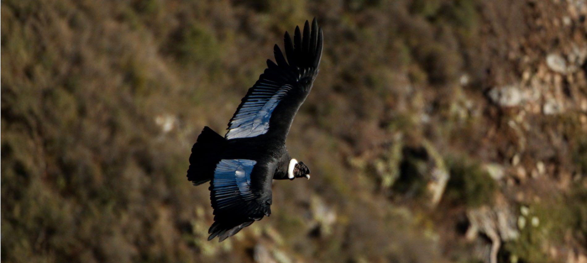 Condors and Andean Birds - Extended Full Day