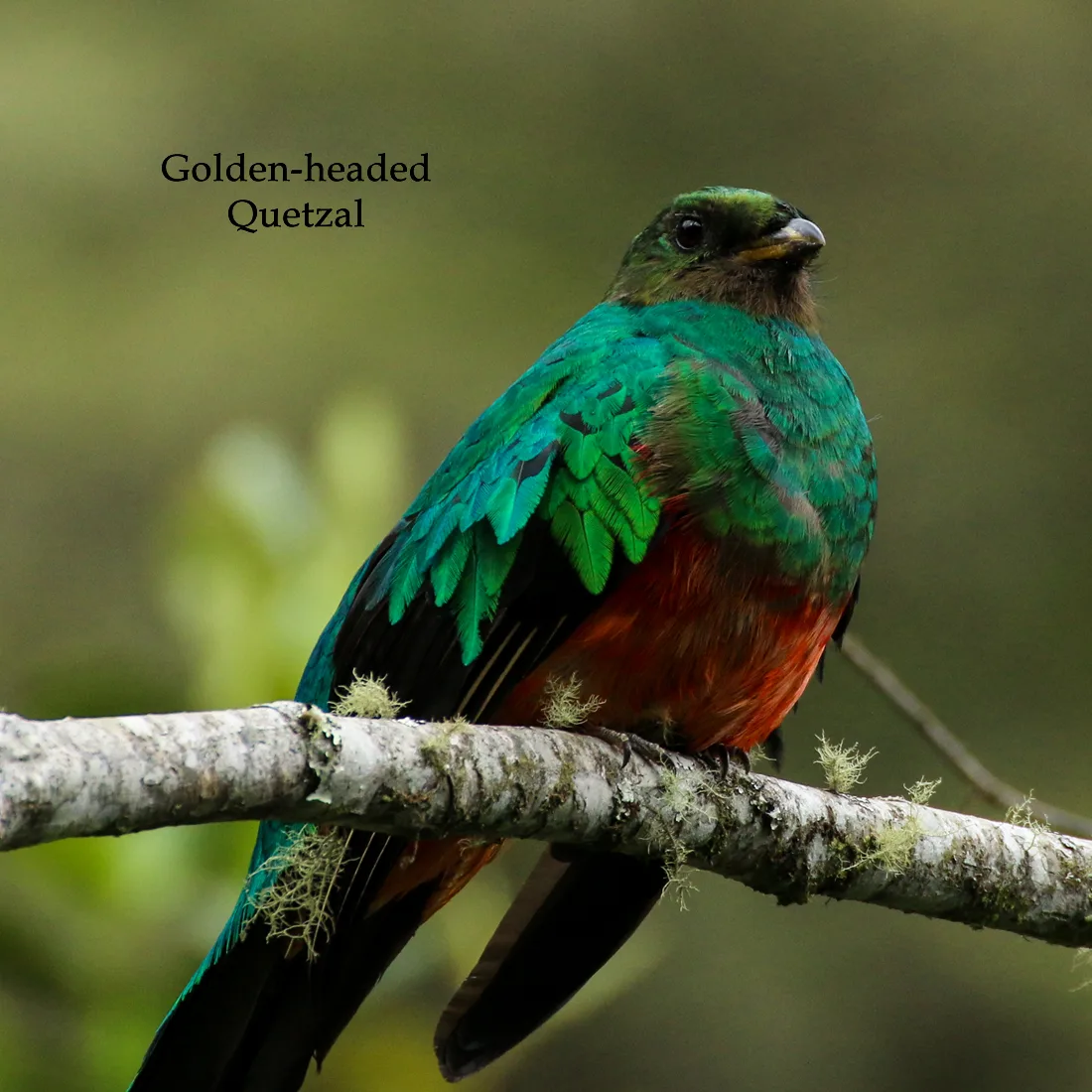 Cusco Birdwatching and Machu Picchu - 4 Days