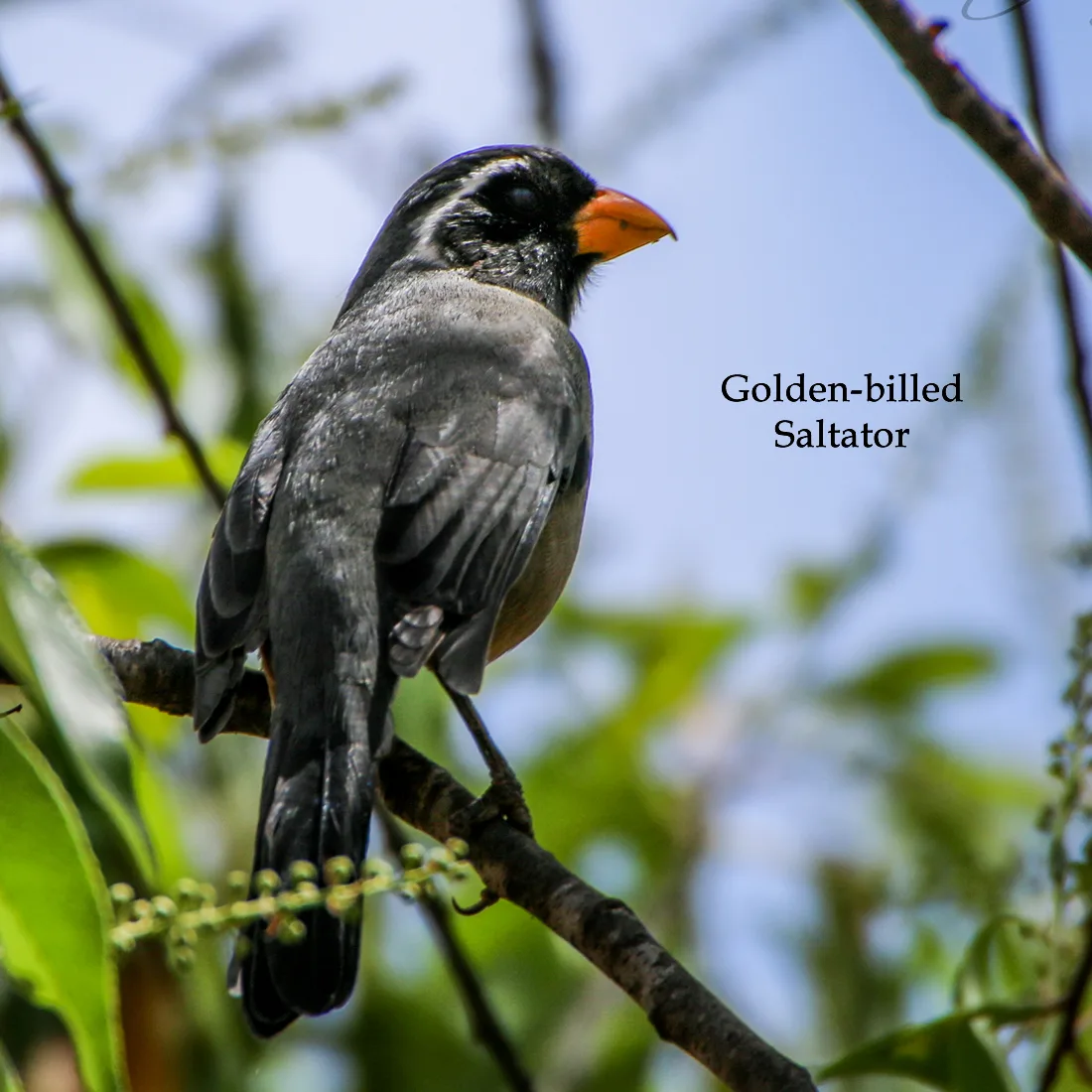Manu Road Birding Tour - 3 Days