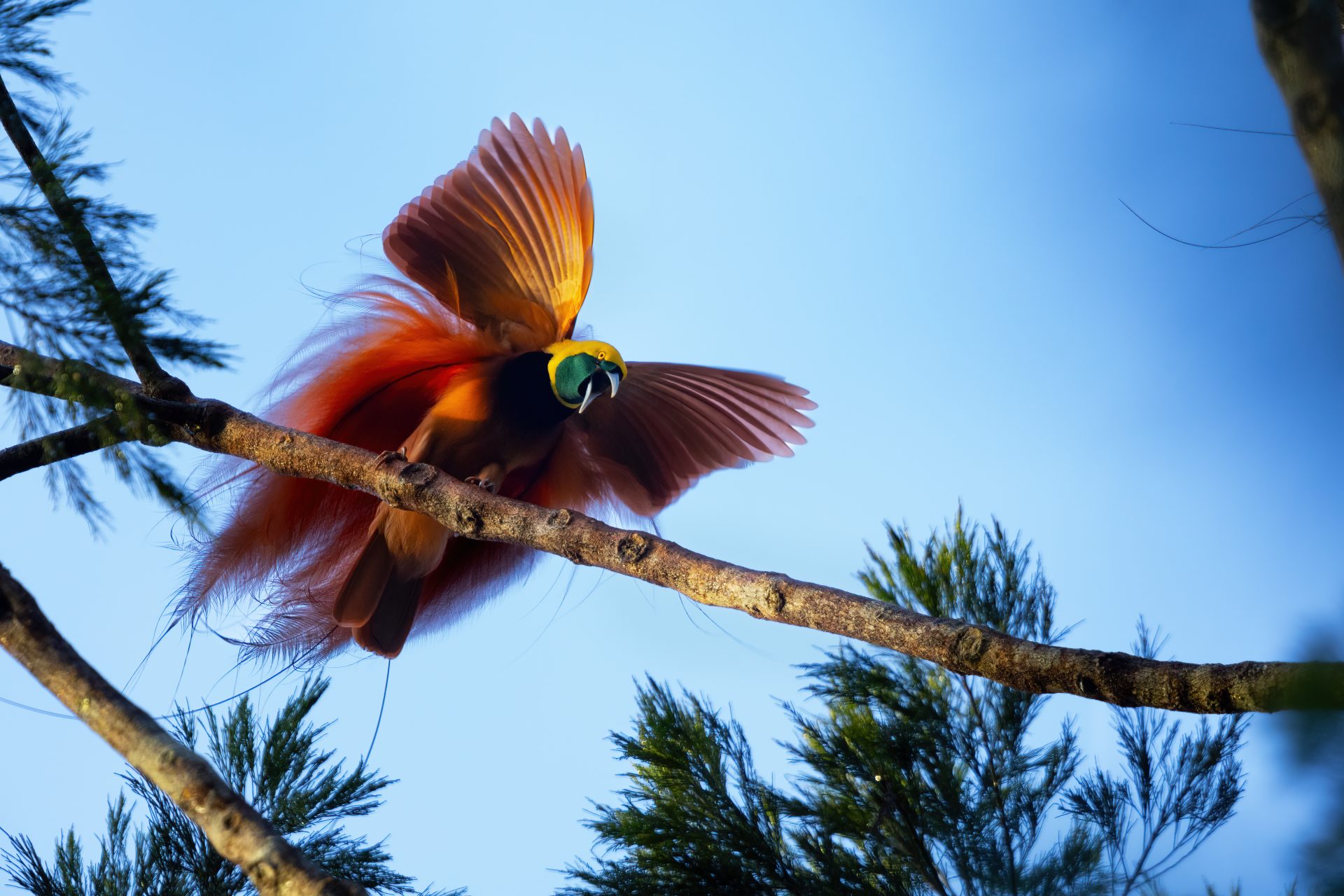 Private Port Moresby Birding with Leonard Vaieke