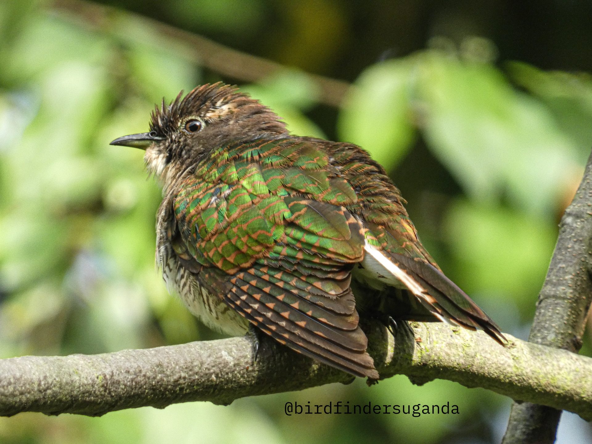 8-Day Uganda Birding, Gorilla and Chimpanzee Tracking