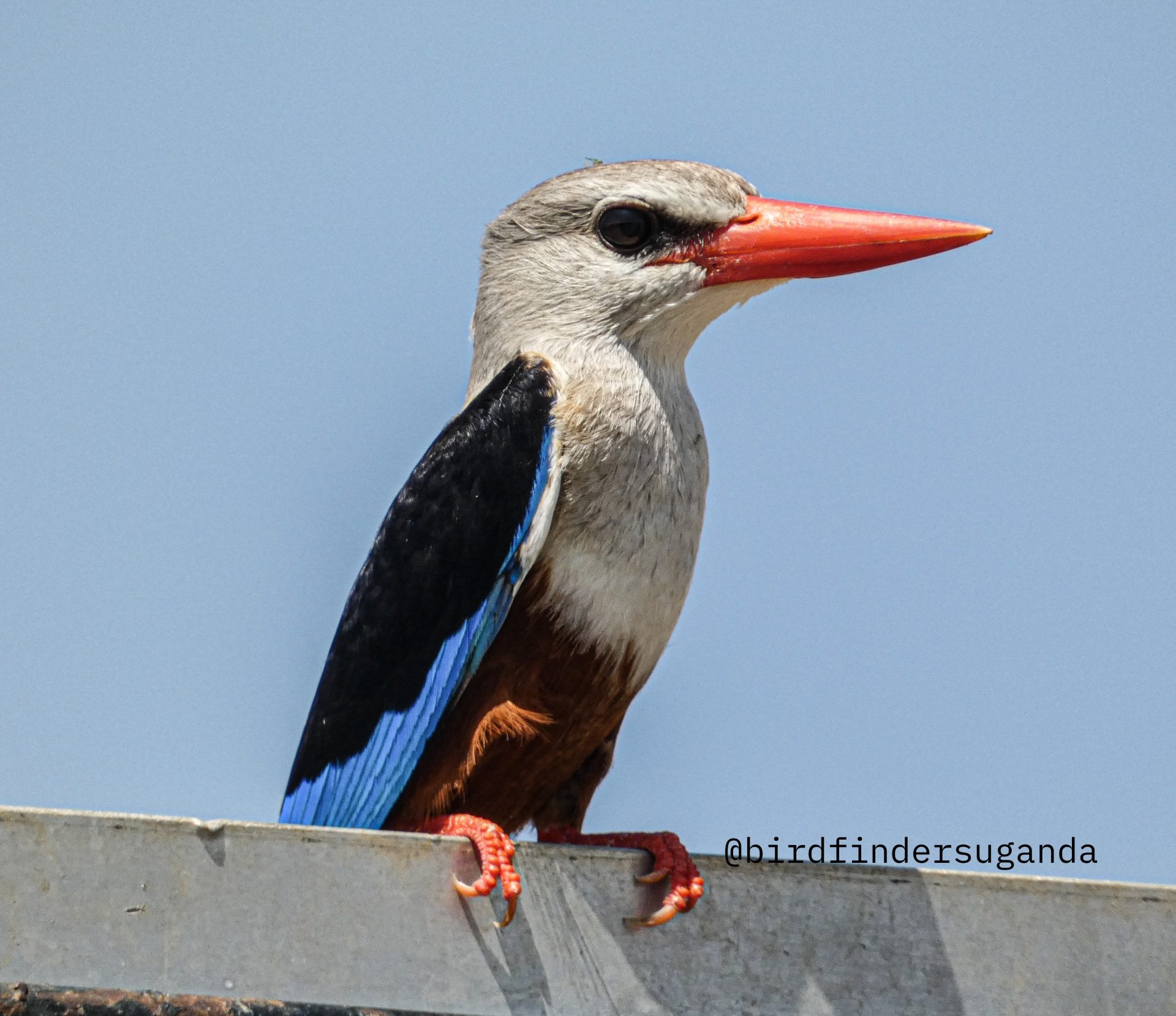 8-Day Uganda Birding, Gorilla and Chimpanzee Tracking