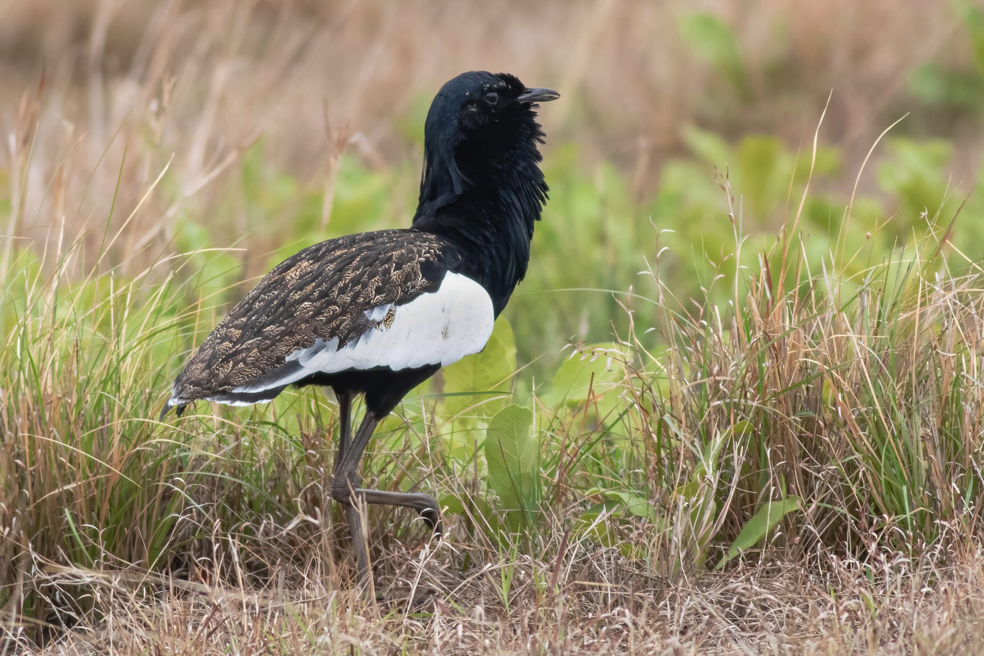 Bengal Florican Half Day