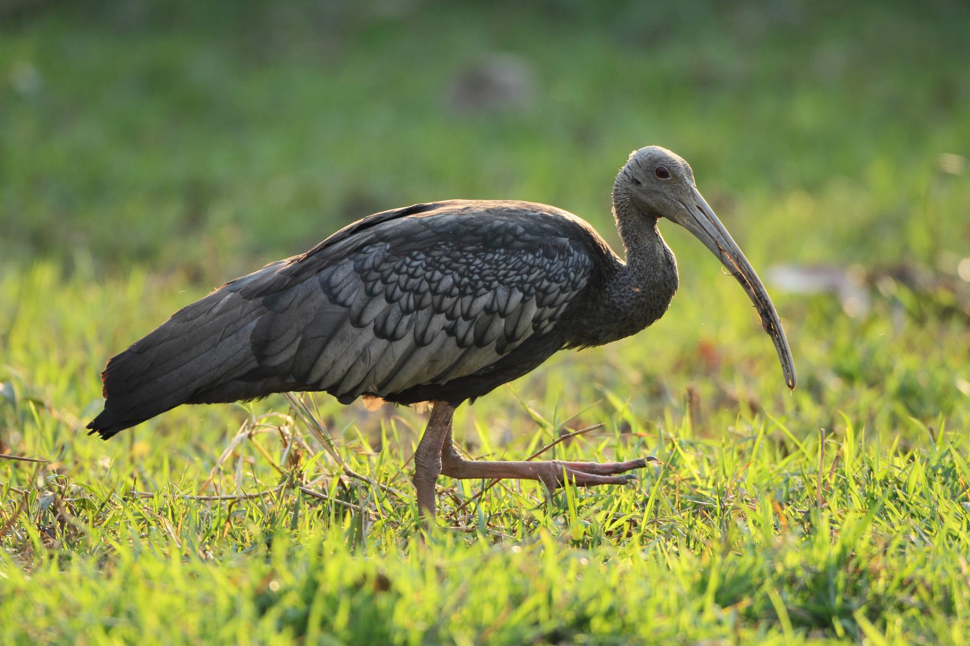 Giant Ibis Birding Tour: 2 Days, 1 Night