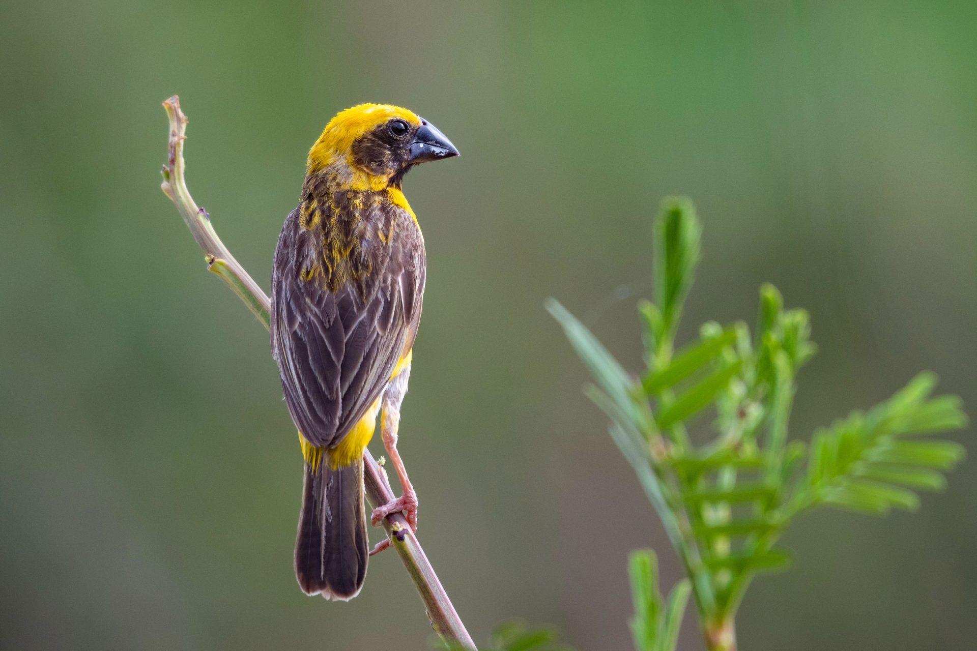 Half Day Birding in Siem Reap