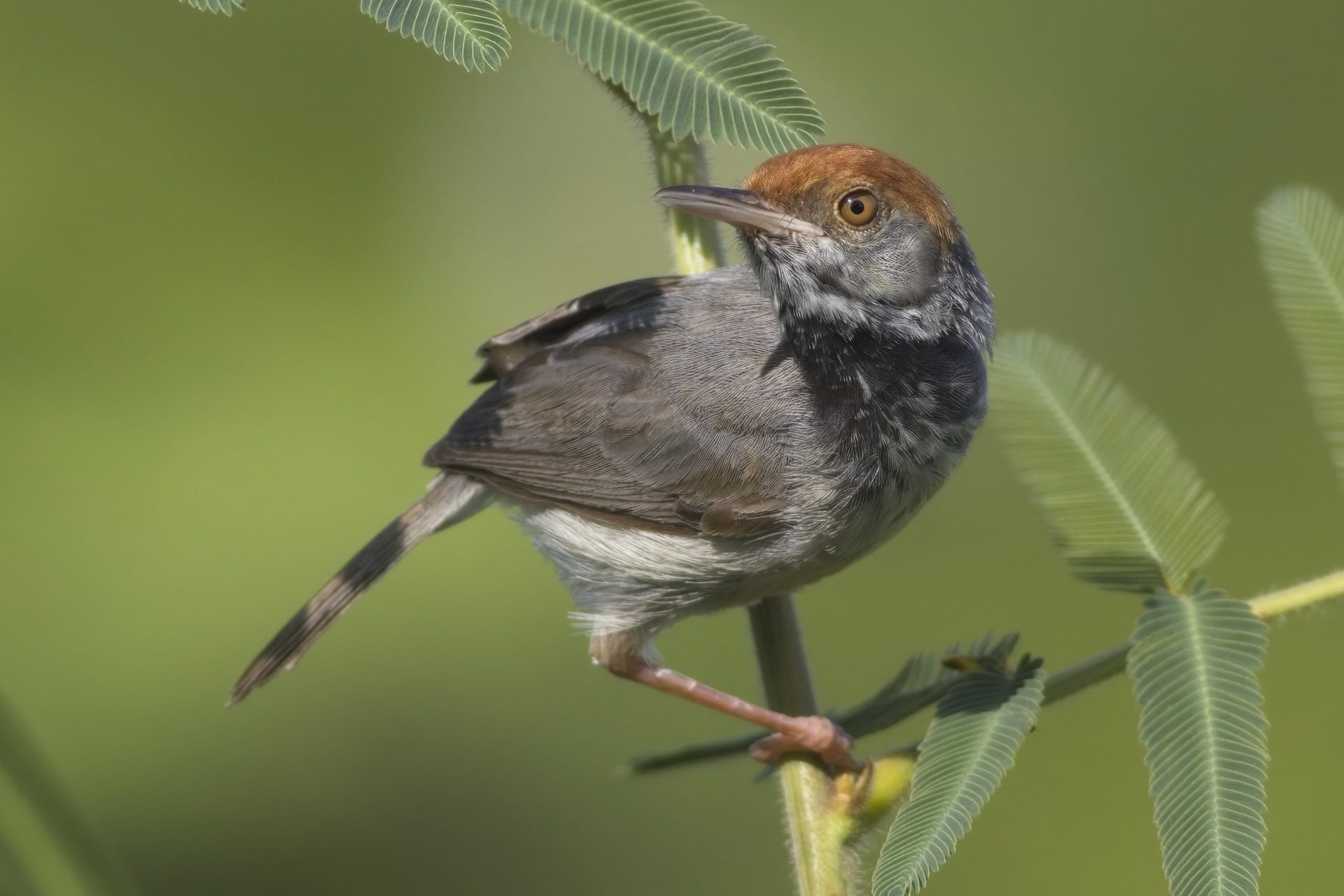 Phnom Penh Cambodian Tailorbird Morning Tour