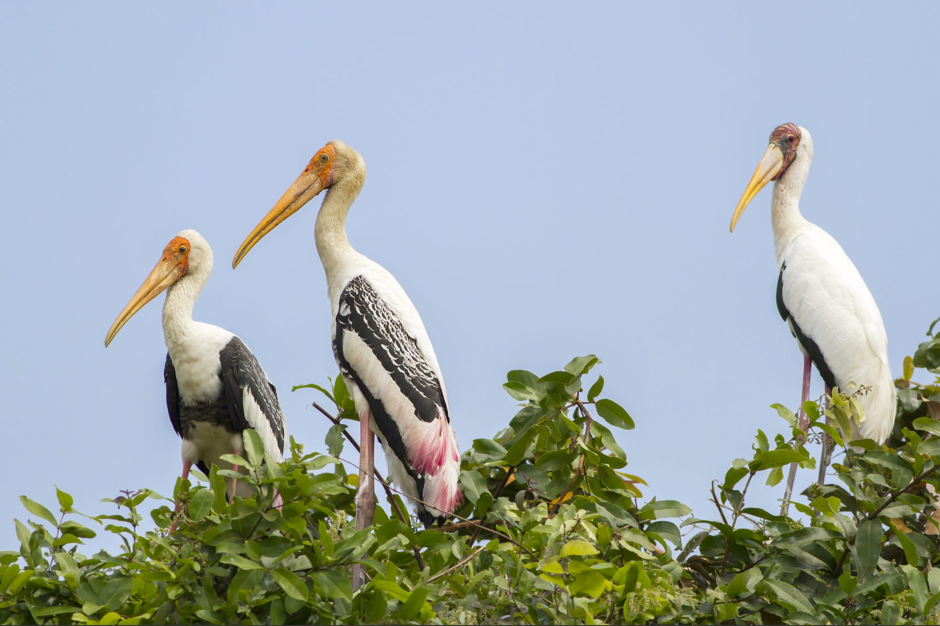 Tonle Sap Waterbirds and Floating Village Adventure