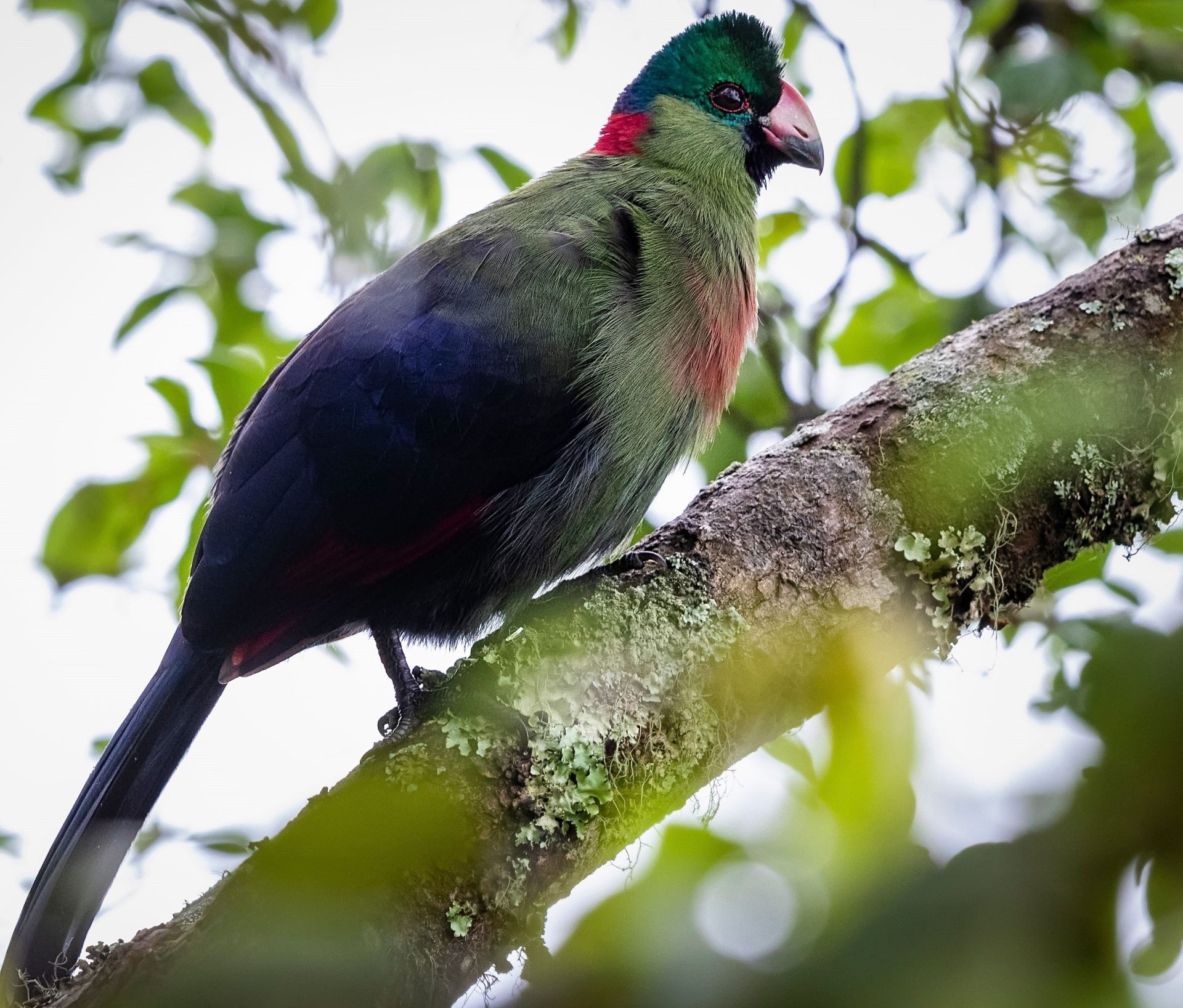 10-Day Wildlife and Birding Tour in Rwanda